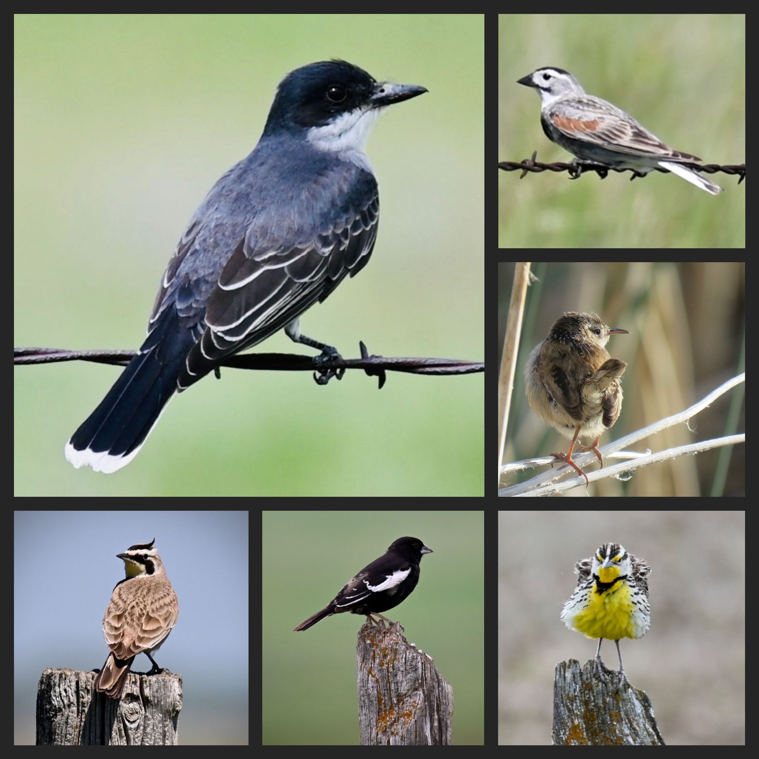 collage image shows multiple grassland songbirds perched on fence posts and wire fencing