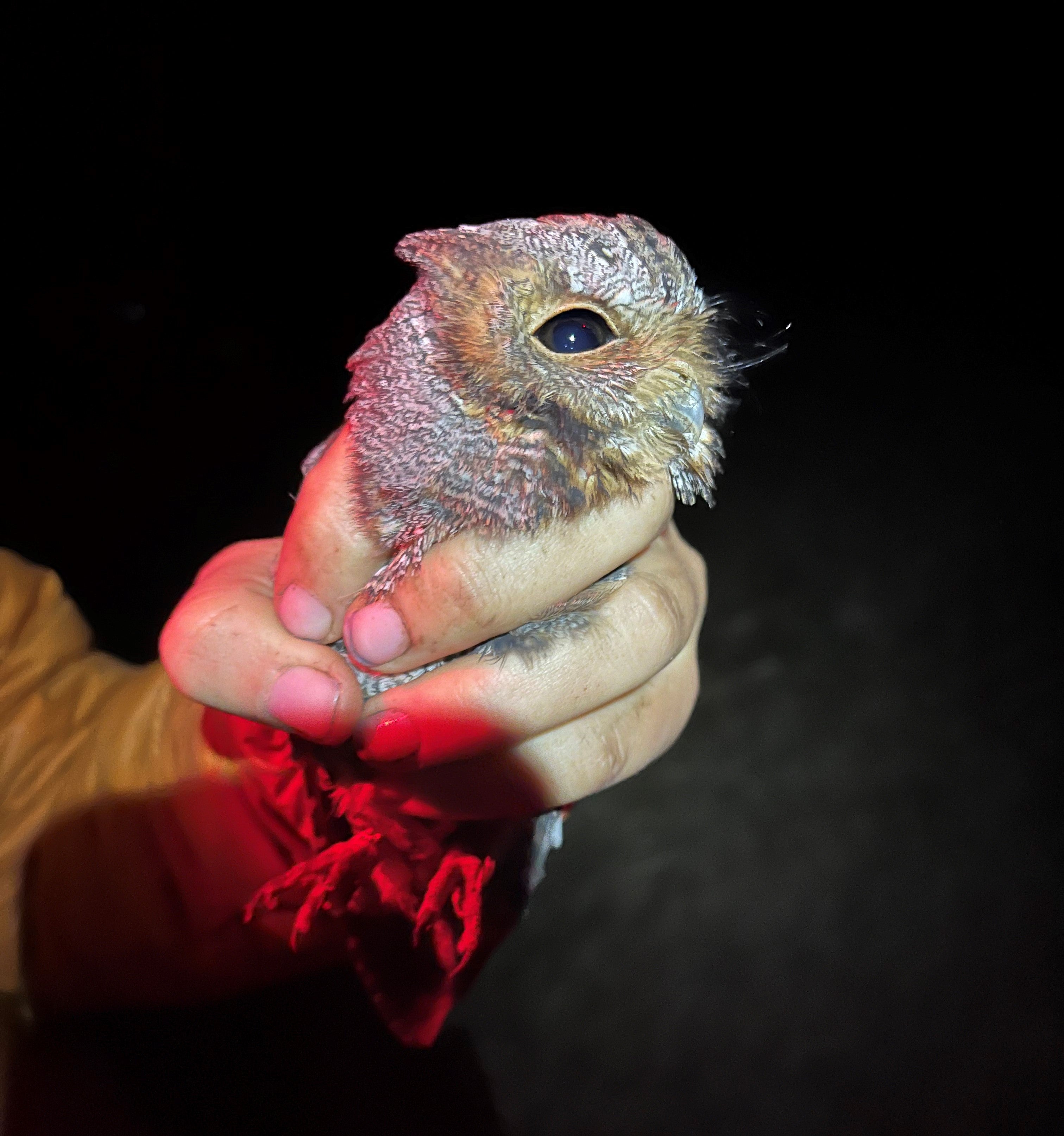 image shows a scientist's hand gently holding a small brown owl looking right