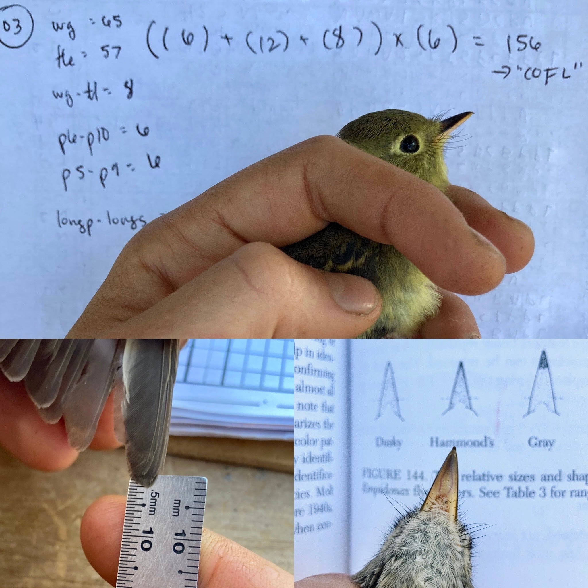 collage of 3 images shows a western flycatcher held in front of a data sheet featuring a handwritten equation, a ruler held up to the folded wing feathers of a flycatcher, and a gray flycatcher beak held up next to a field guide image of flycatcher beaks