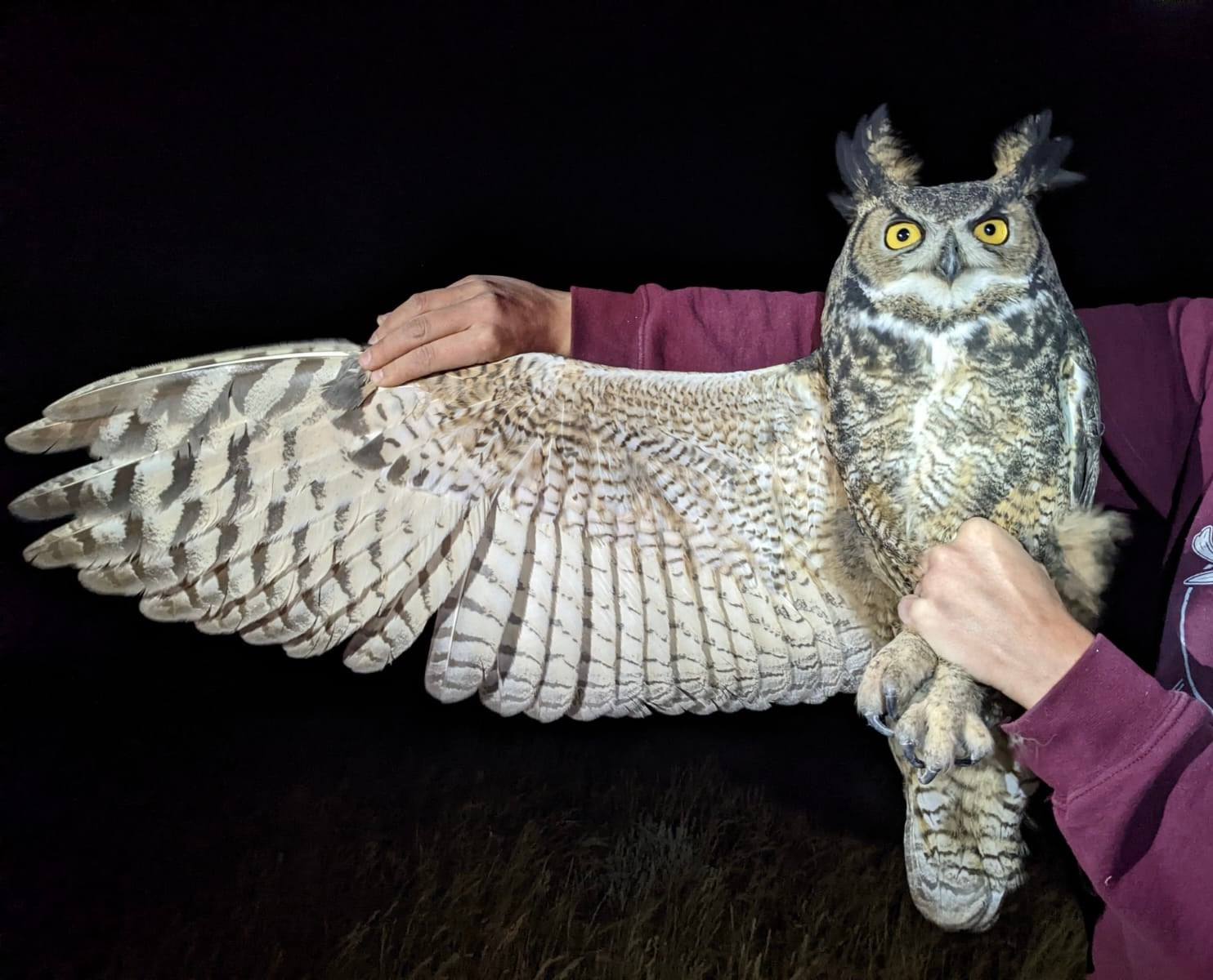 a biologists hands hold a large brown and white owl with yellow eyes in their left hand and gently extending it's wing open with their right