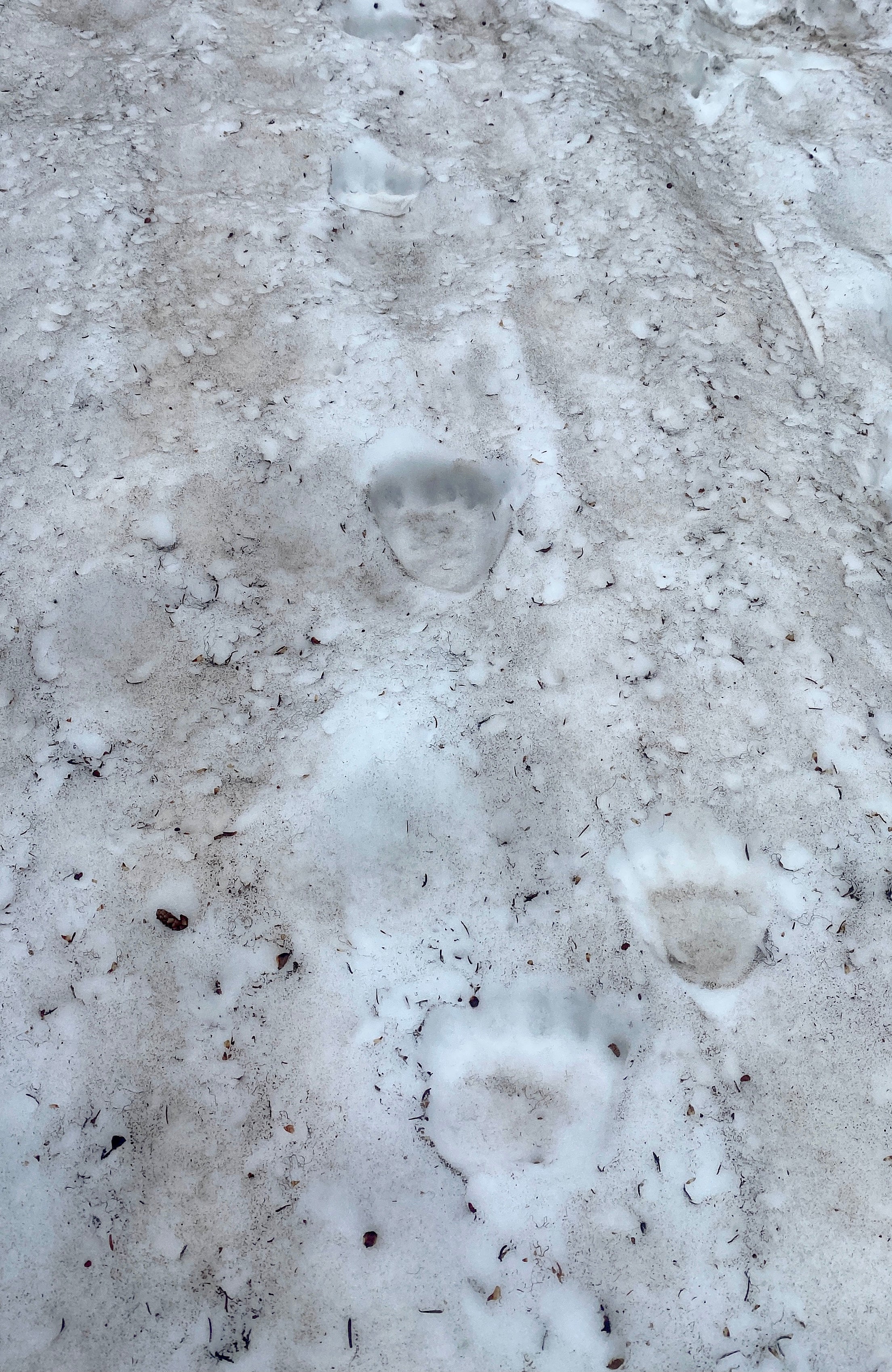 image shows a dirty snowbank with huge bear footprints stamped into the snow