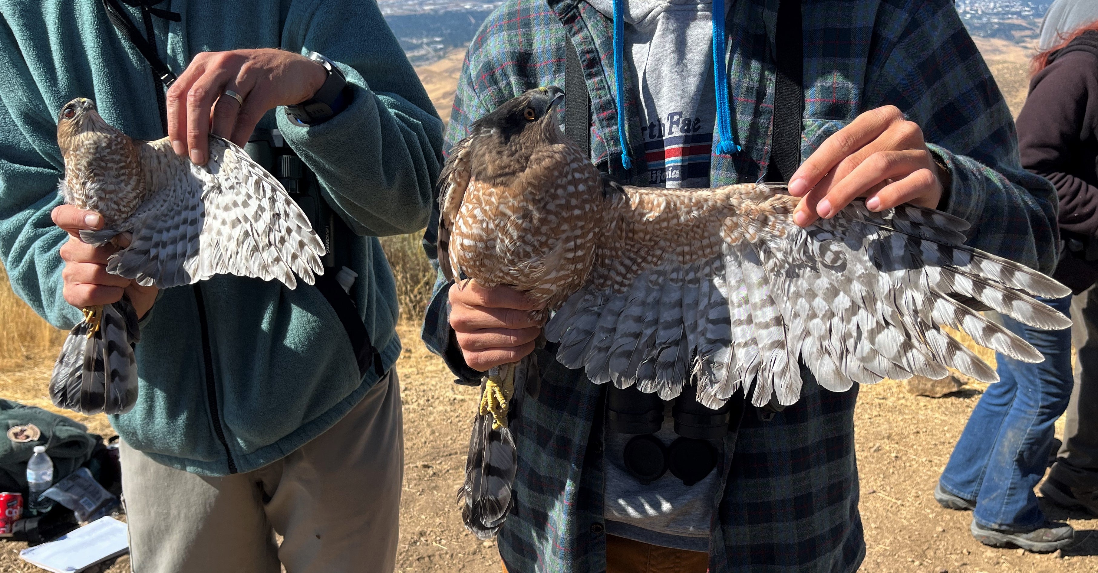 two scientists gently holding 2 different raptor species in their left hand, while holding open a wing in the right hand for a size comparison. The bird on the right is more than twice the size of the bird on the left