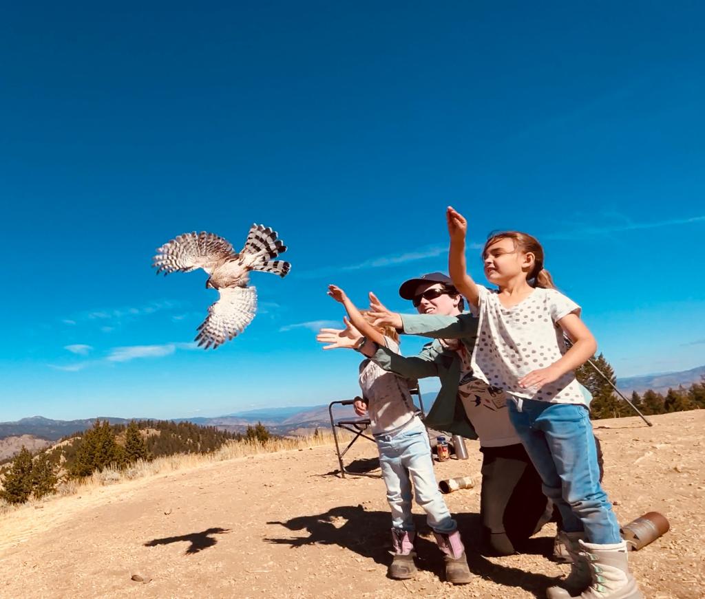a brown and white raptor in mid-air with its wings and tail spread open, that was just released by two small children with the help of a scientist who is kneeling on the ground