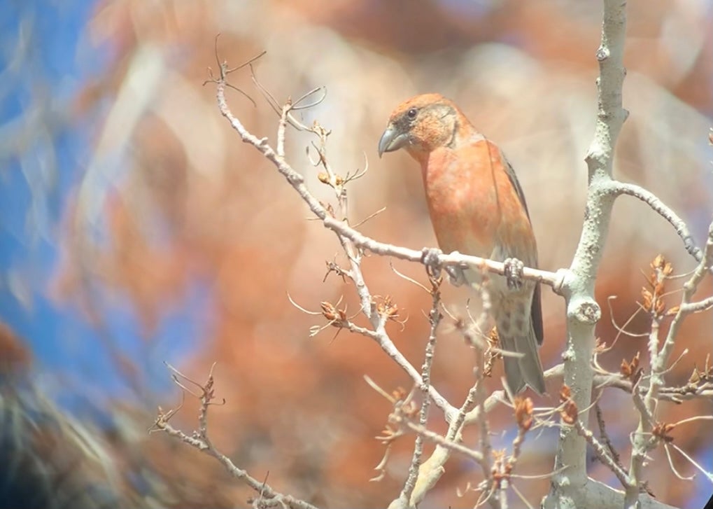 a red finch sits on some aspen twigs. It's bill is huge with tips that cross rather than meeting in the middle