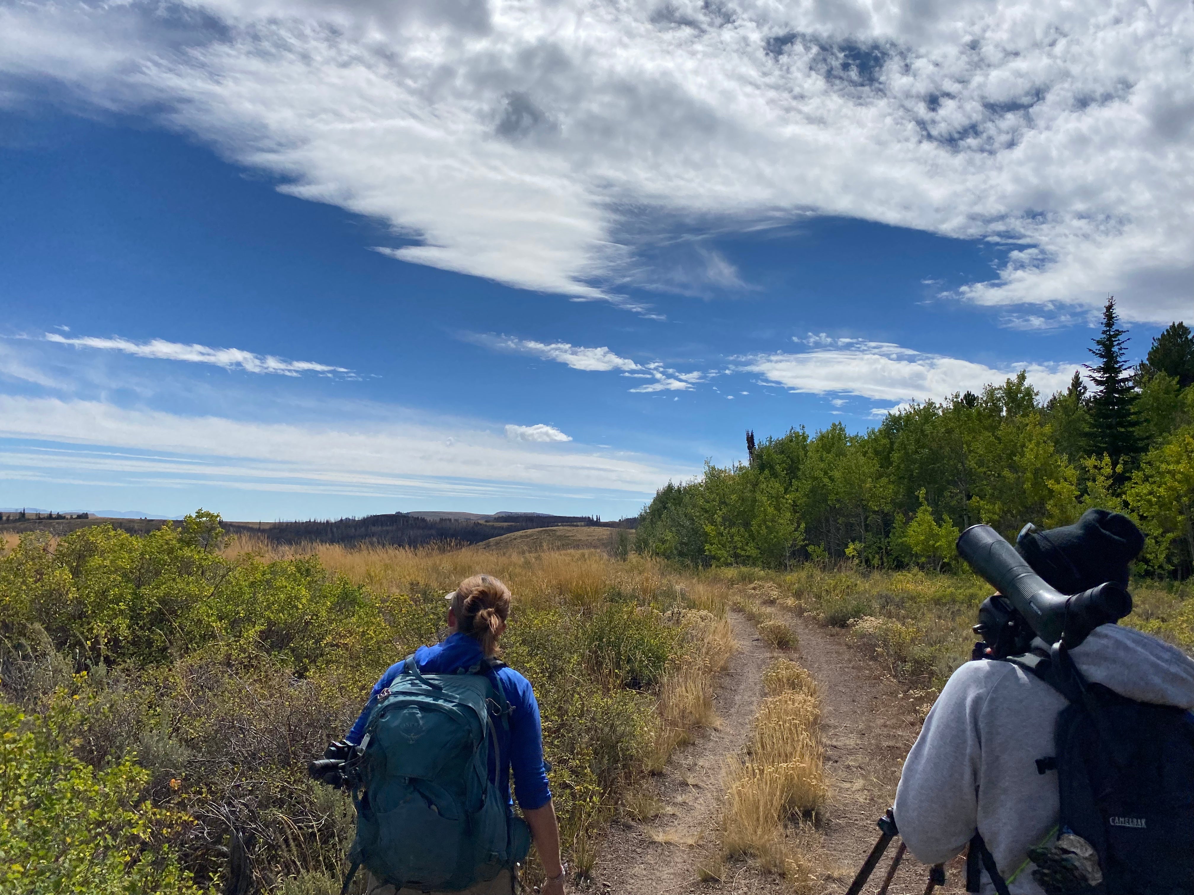 two biologists walk facing away from the camera. a huge blue sky with high white clouds, and some shrubby aspen groves are in the background. it's a beautiful sunny day