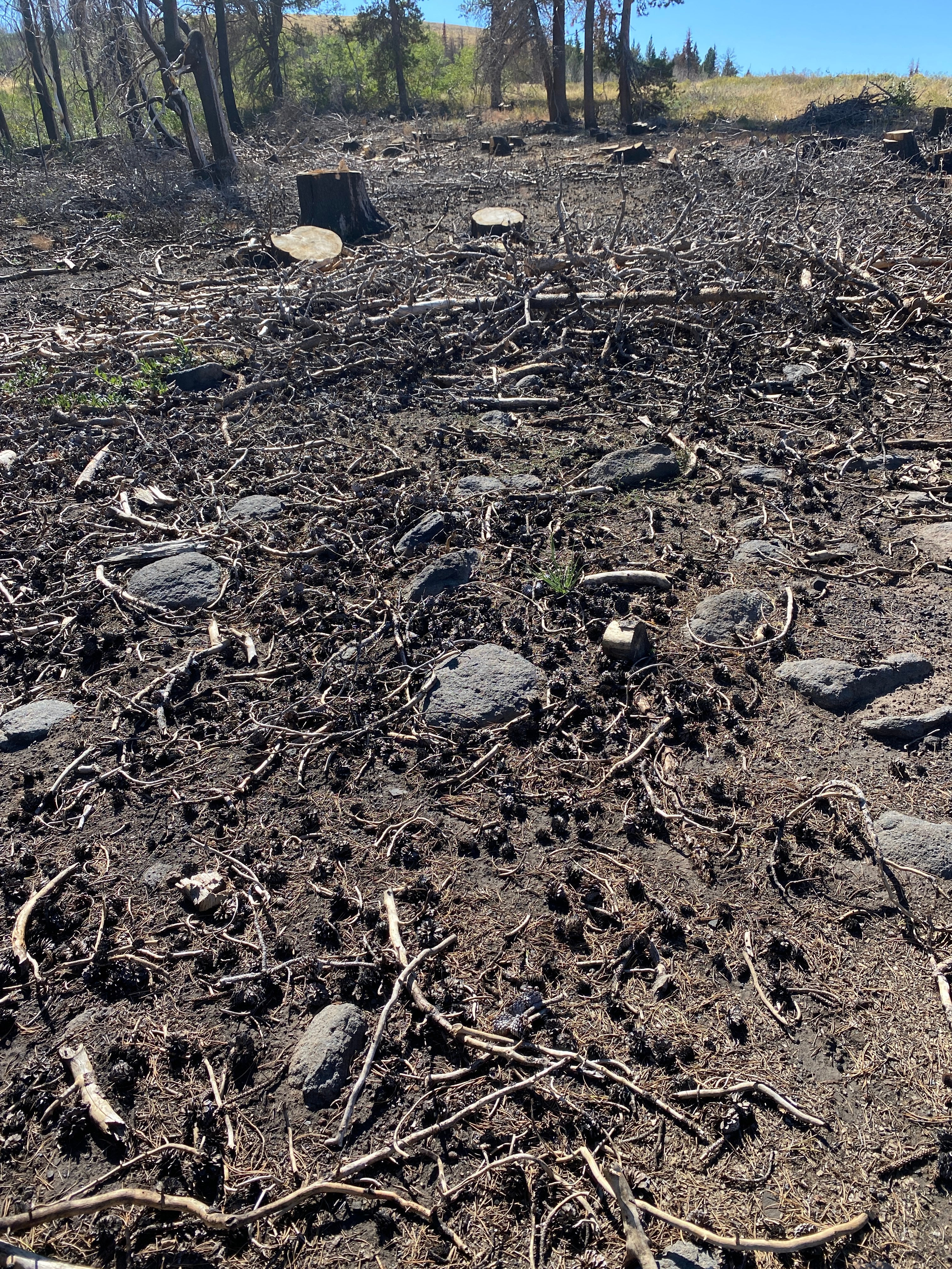charred brown earth is scattered with broken twigs and loose cones. In the background you can see stumps from three or four large snags that have been cut off. In the distance are standing snags of burned trees