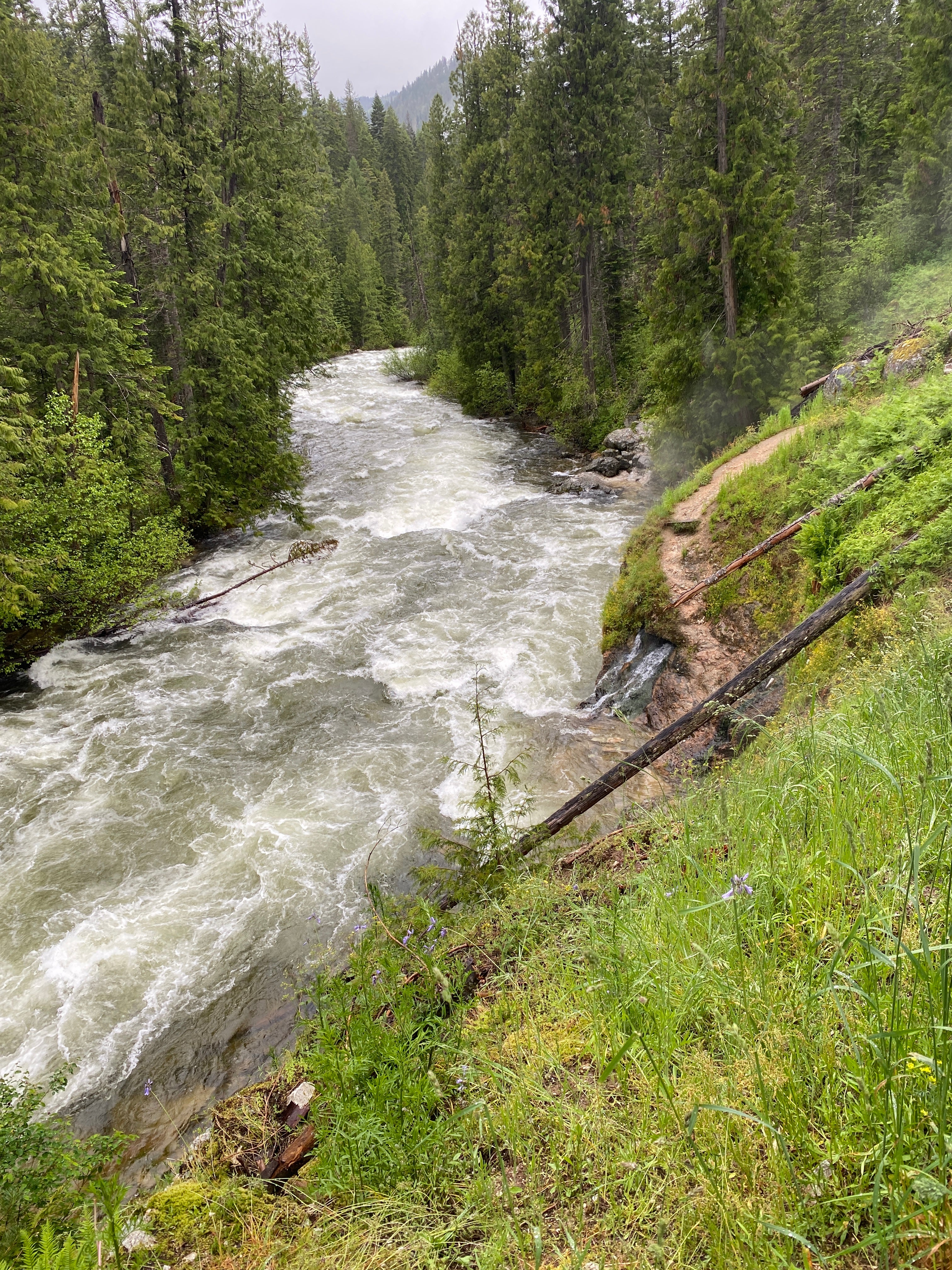 a grassy hillside slopes down to a massive stream rushing with whitewater. spruce trees and a misty horizon show in the background