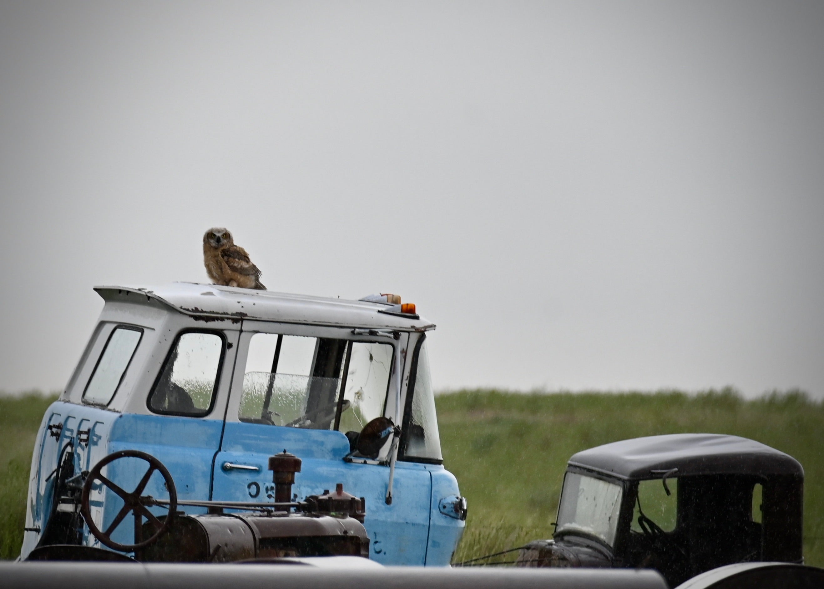 a young owl sits on top of what looks like an old vehicle cab from the '60's or 70's. Nearby is an old rusted piece of farm machinery and an old broken car that looks like it is from the 1920s