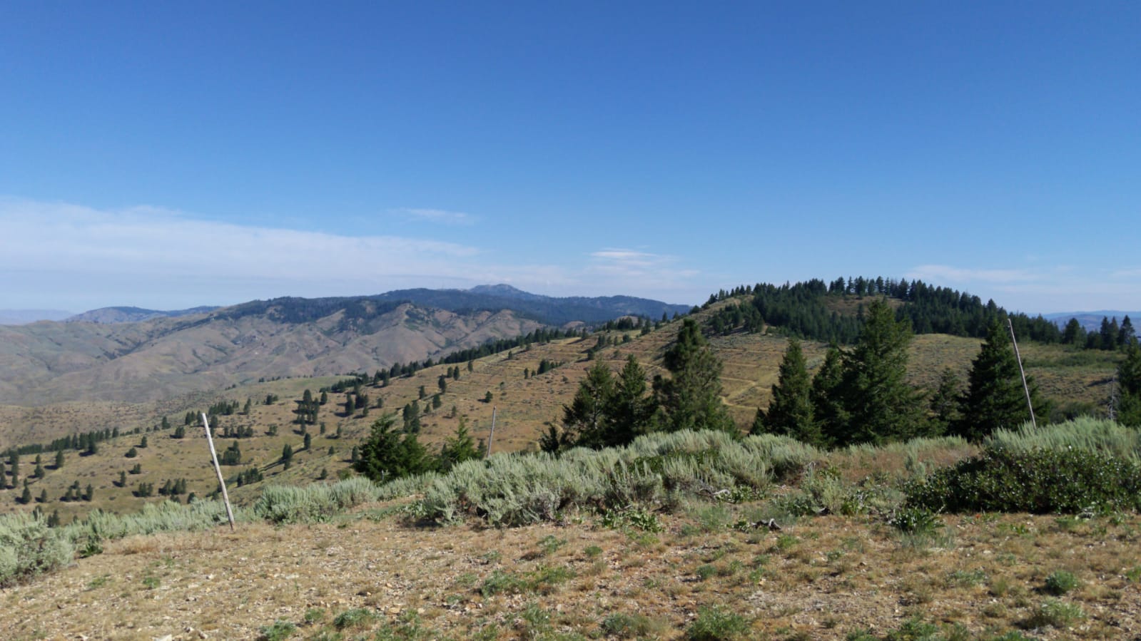 image shows view of the mountain landscape with some scattered trees and bushes in the foreground