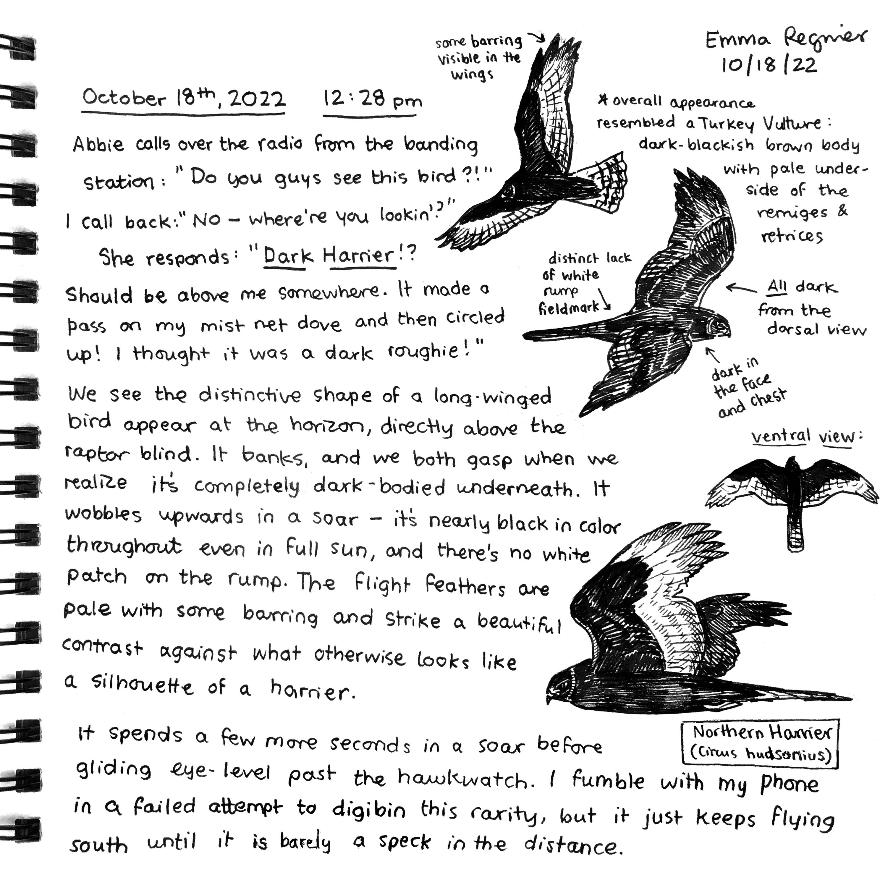 a page from Emma's journal. In the margin are four sketches of the melanistic harrier from different angles, showing its dark body, dark rump, and light primaries
