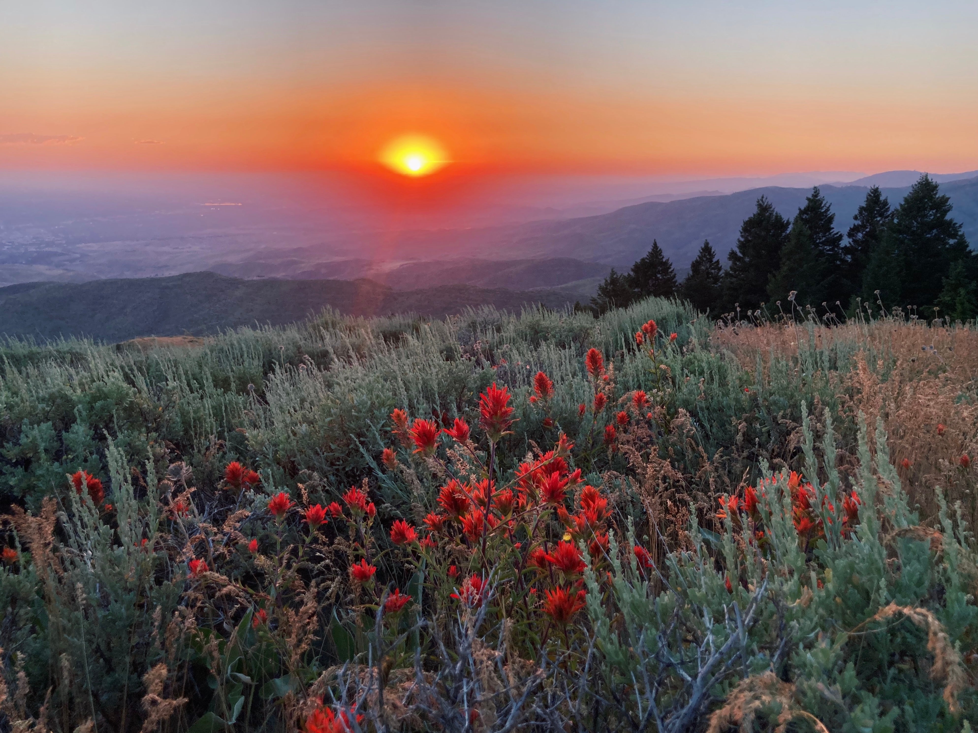 sun setting over mountains casting multiple hues of orange, pink, blue and purple. Red paintbrush flowers and green sagebrush glow in the foreground