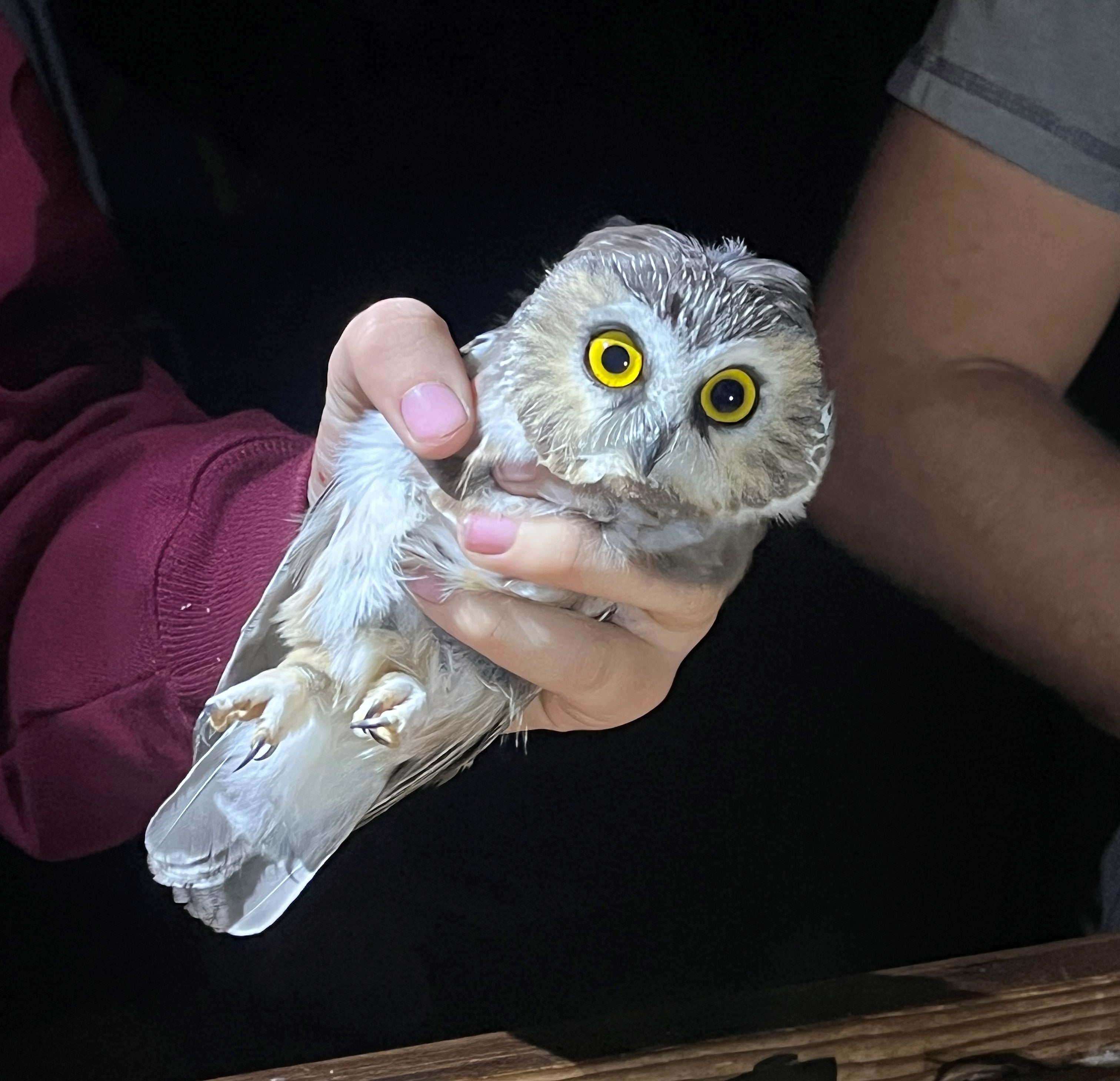 a northern saw-whet owl being held gently by a person wearing wearing a maroon sweatshirt. The owl's huge yellow eyes look toward the camera and you can see its two small, soft feathered feet with sharp talons