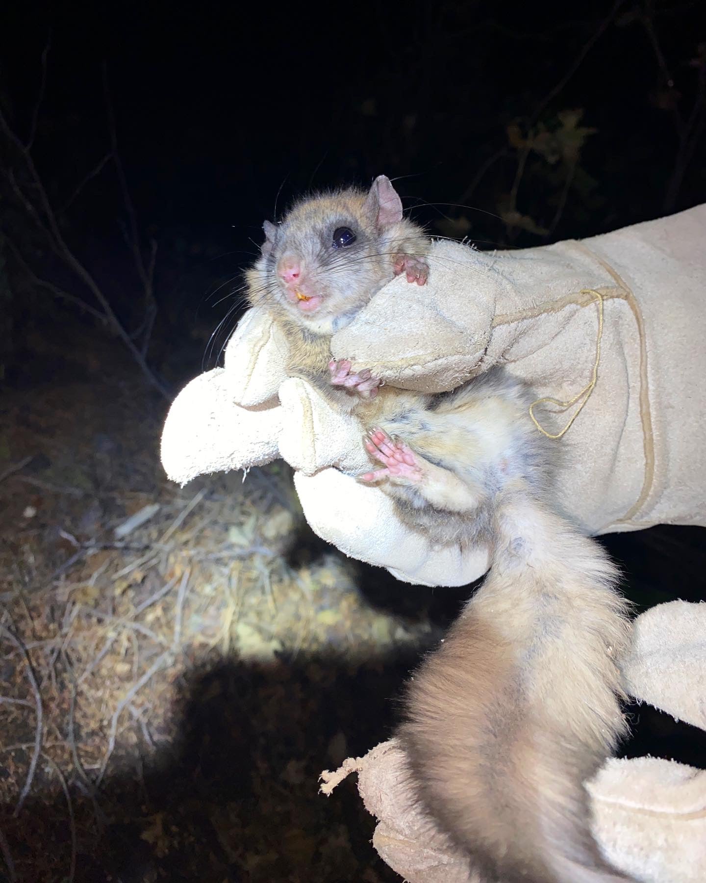 a small mammal in a gloved hand of a biologist illuminated by a head lamp