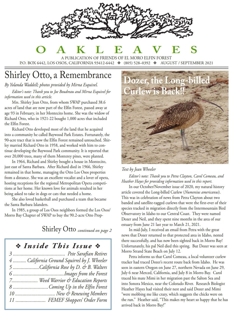 a "newspaper clipping" view of "Oakleaves nature newsletter, a publication of friends of el moro elfin forest". The headline on the left side of the page says "Dozer the Long-billed Curlew is Back!!" with a photo of Dozer the curlew standing on a beach