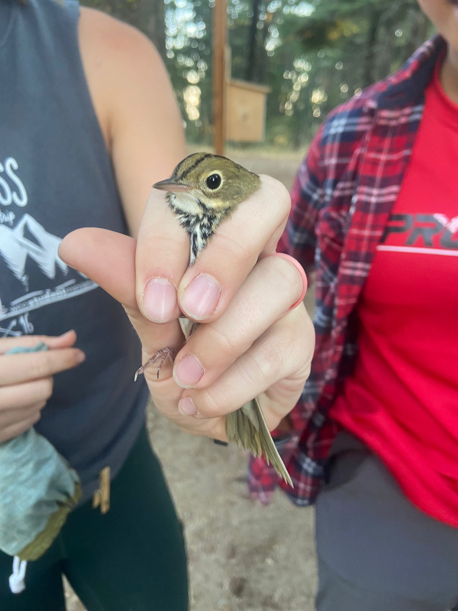 a biologist holding a small brown songbird gently in the hand