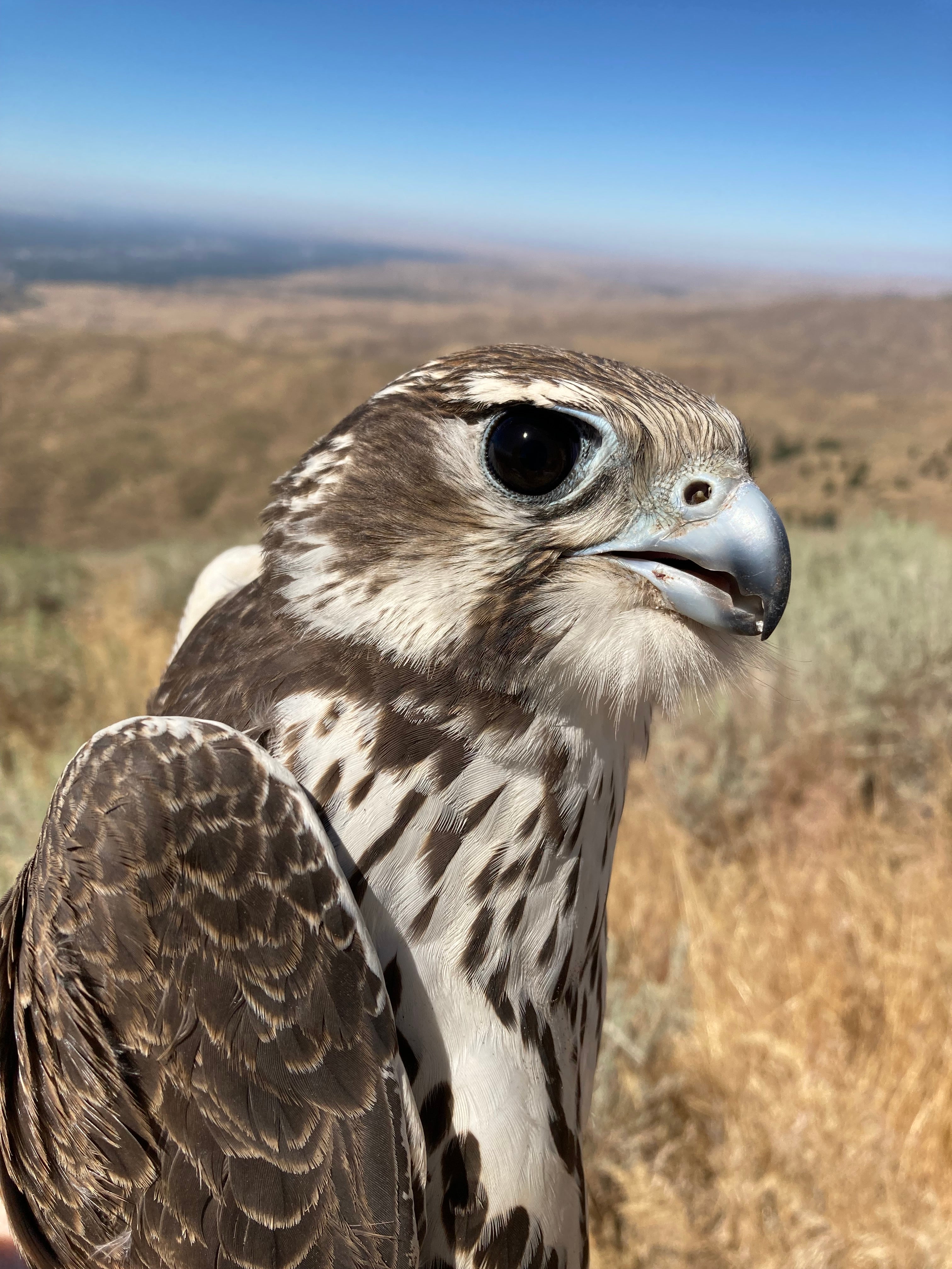 a profile of a brown and white raptor facing right with blue sky above and brown vegetation in the background