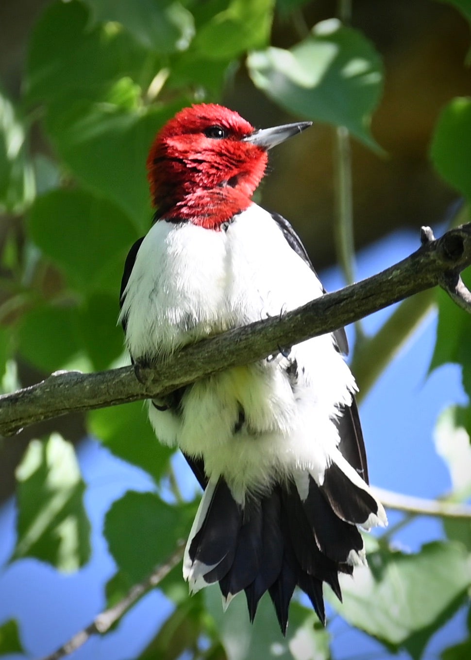 a closeup photo of a beautiful red-headed woodpecker