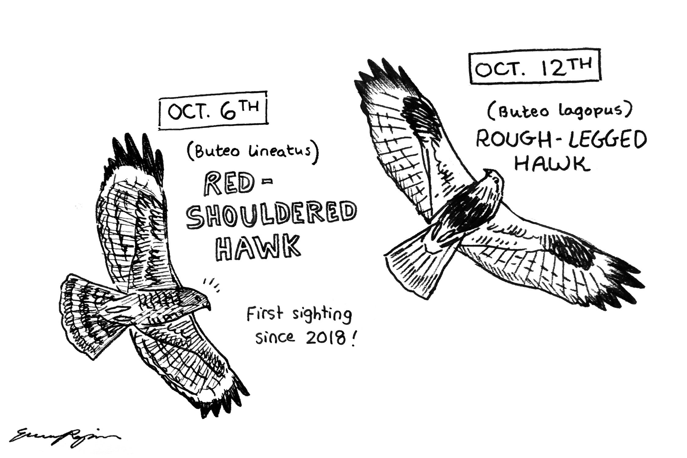 a cartoon-style sketch of a Red-shouldered hawk and rough-legged hawk. Each hawk is labeled with their common and latin name, and both have a quizzical look on their face
