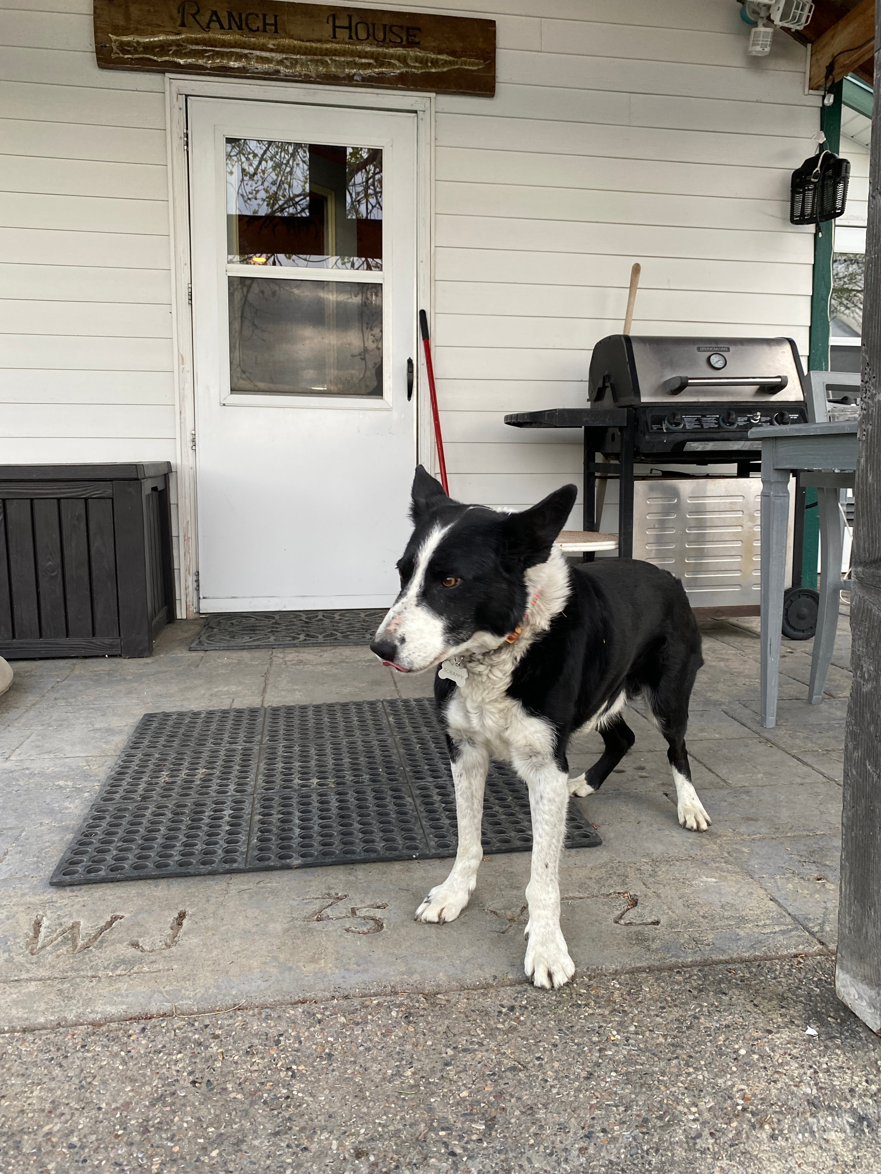 image shows a black and white sheepdog stands on the porch of a house. The sign above the door says "ranch house"