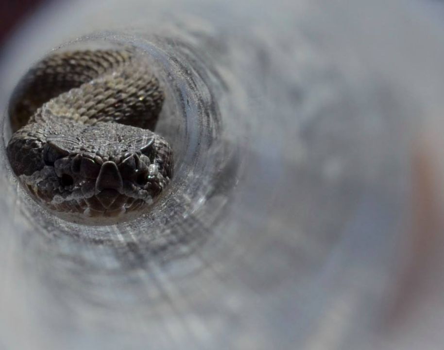a rattlesnake's face and neck contained safely in a clear holding tube. The up close view and head-on angle of the photo show off the furrowed brow, intense viper eyes, and smiling jaws of this beautiful snake