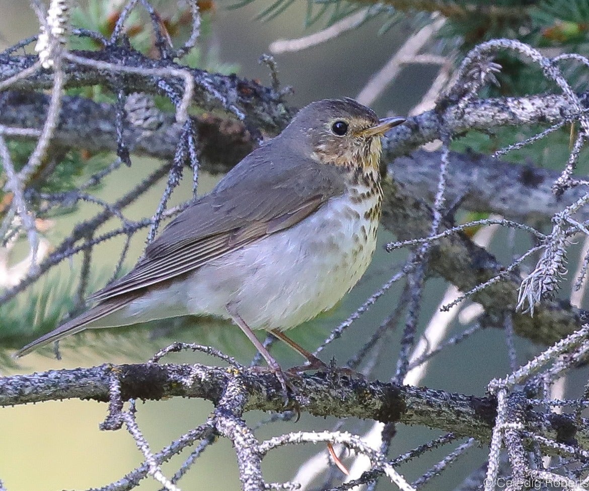 A photo of a swainson's thrush, showing its light chest with dark spots, and buffy throat and eye ring.