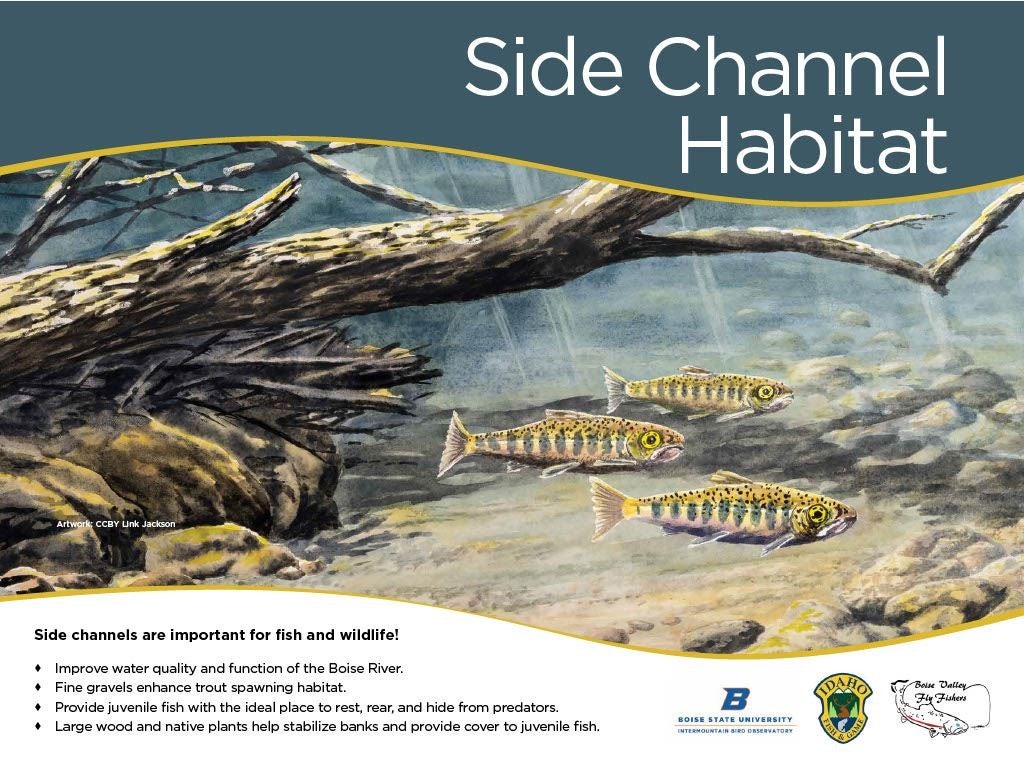 an interpretive sign features a large illustration showing rainbow trout fry swimming underneath a log and twigs. The title reads "side channel habitat". At the bottom it says "side channels are important for fish and wildlife!"