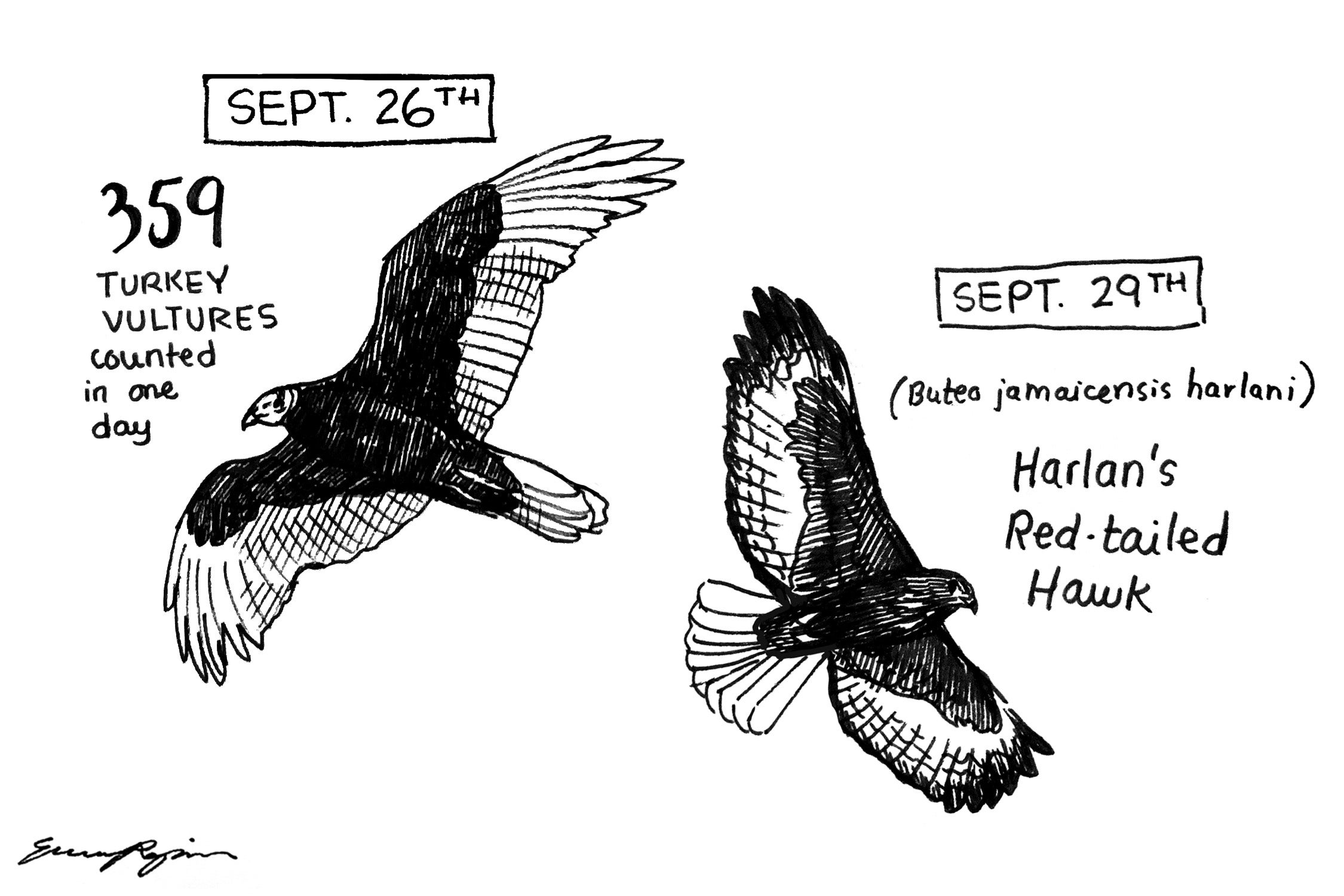 Emma's sketch of a turkey vulture and an all-dark Harlan's red-tailed hawk