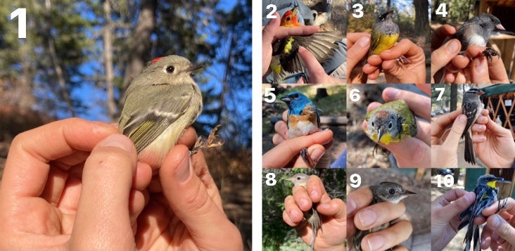 s a collage of ten individual songbirds in the hands of scientists