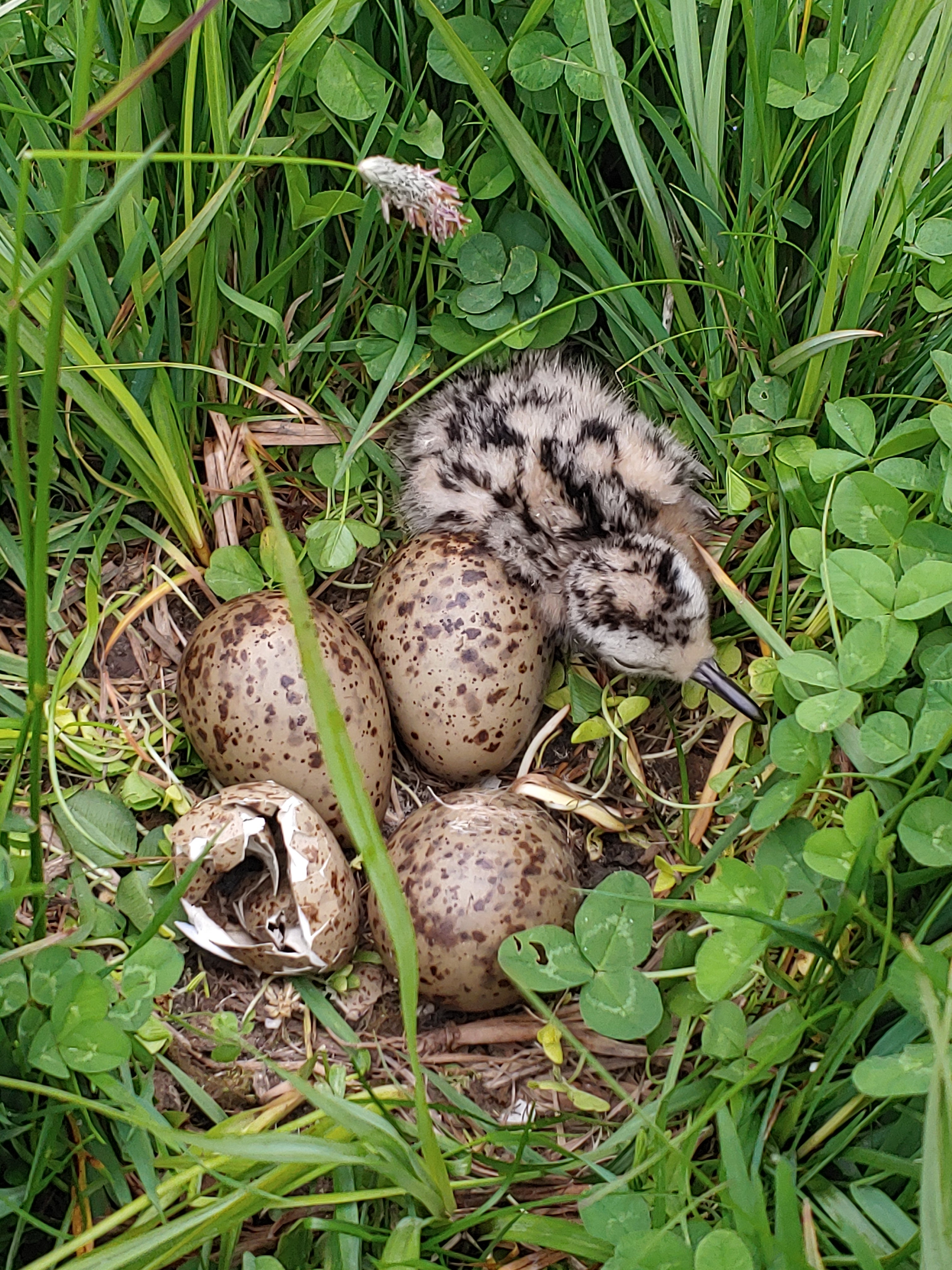 image shows small brown and white baby bird in a ground nest along side 3 unhatched green speckled eggs and an empty egg shell camofluaged in green grass
