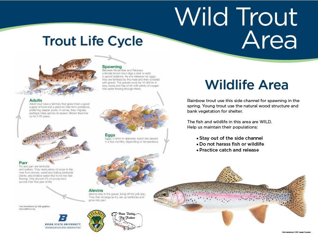 an interpretive sign says "wild trout area". It has an illustration of the trout life cycle with drawings of spawning adults, eggs, newly hatched Alevins, medium sized Parr, and adult trout