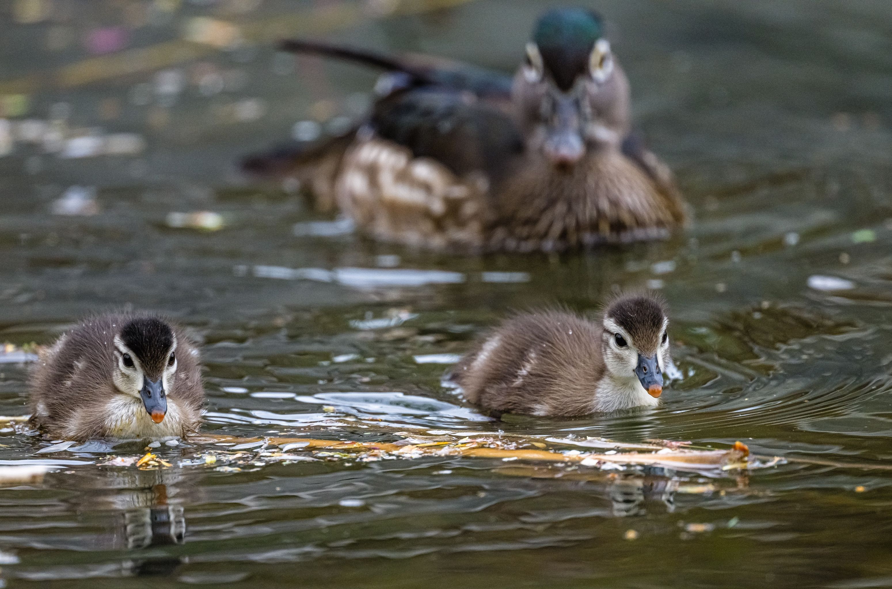 two fuzzy baby wood ducks swim in rippling water. Their larger mother is visible, blurred in the background