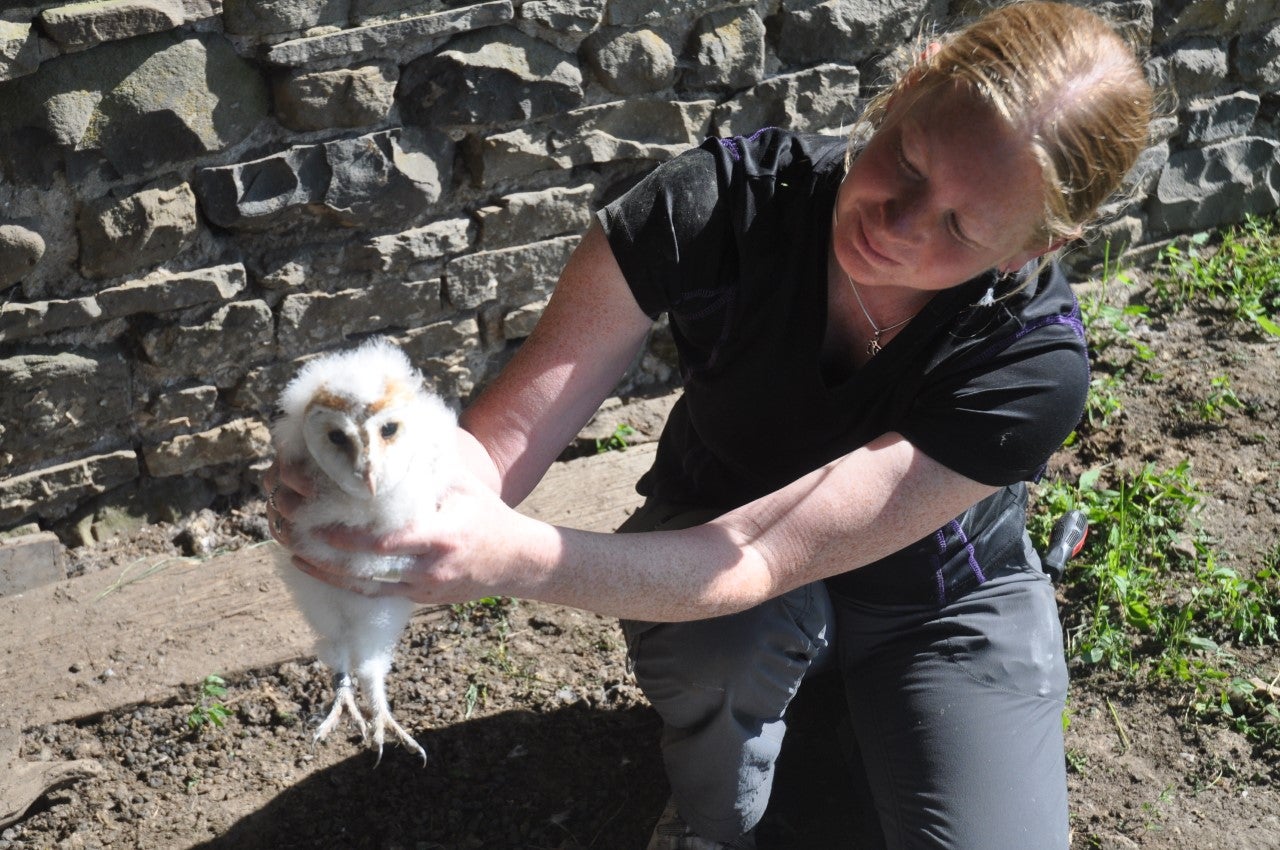 a kneeling scientist gently holds a young fluffy white owl with a band on its leg wihle outside infront of a stone wall