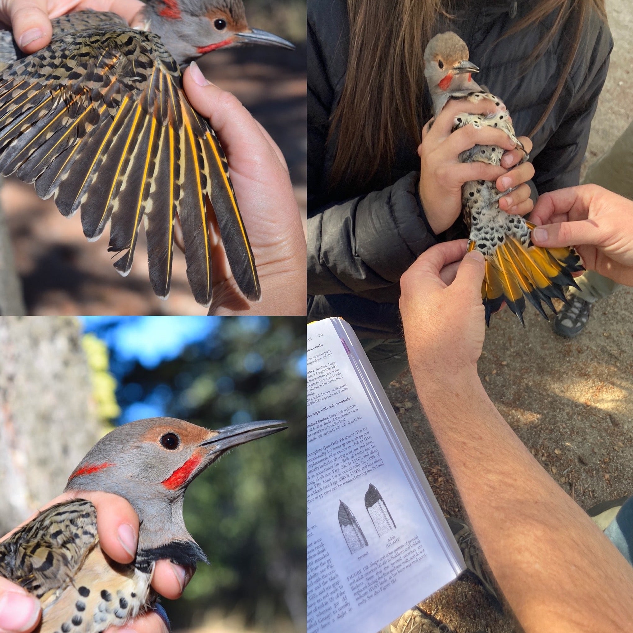 a collage of images showing a flicker with brilliant neon yellow wing and tail feathers, red moustache and nape patch, and a boldly polka dotted chest