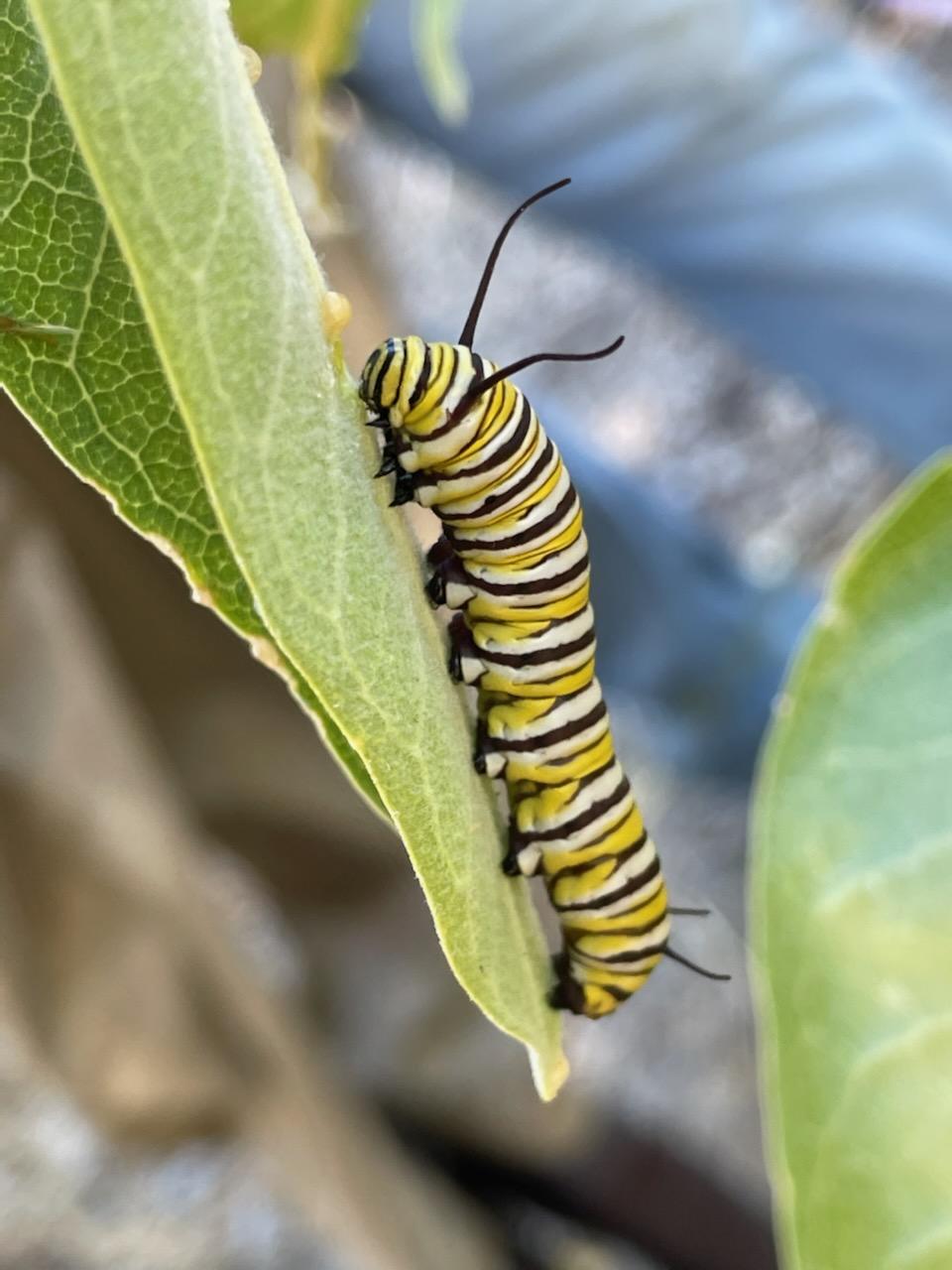 a chubby yellow, white, and black striped caterpillar with long black antennae sits on a green milkweed leaf
