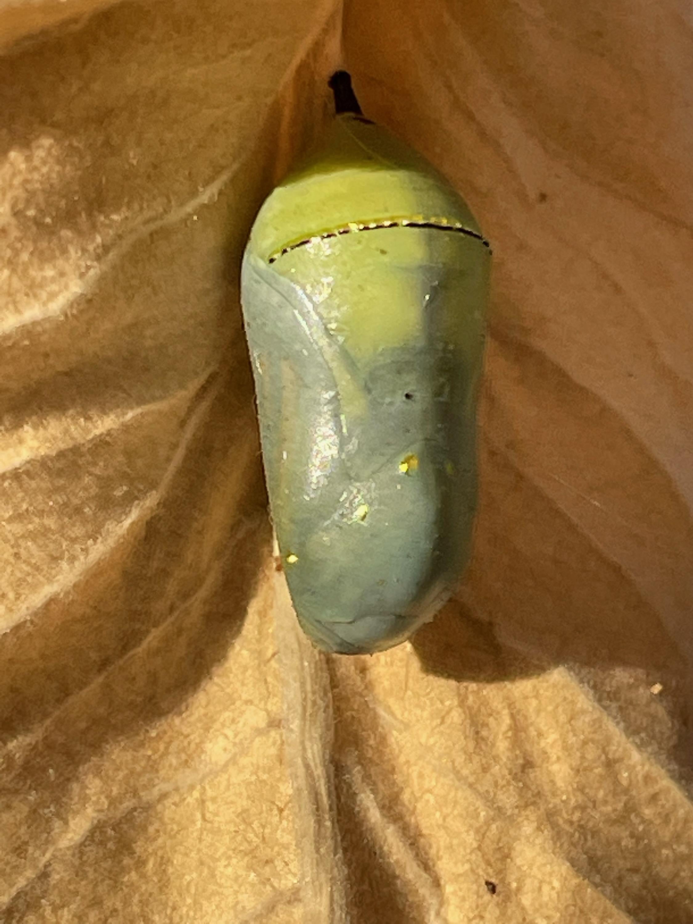 a greenish chrysalis hangs on a dry brown leaf. The bottom and edge of the chrysalis are a dark grayish color