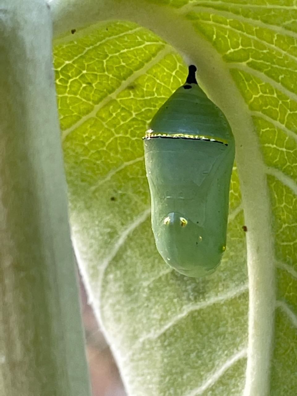 a smooth green pupa hangs from the bottom of a green leaf by a tiny black stem. A line of gold shines at the top, and six gold dots decorate the bottom of the chrysalis