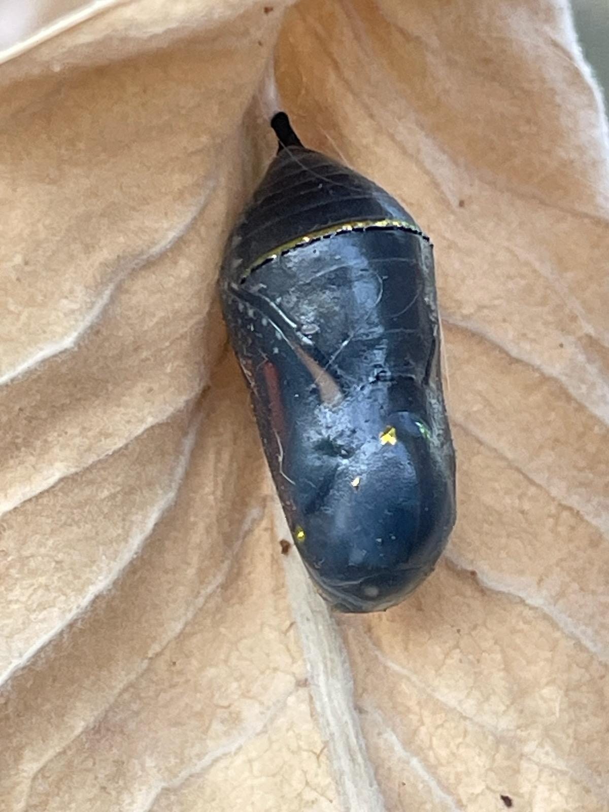 on the side of the all black chrysalis you can see the orange wing with black wing veins and white dots