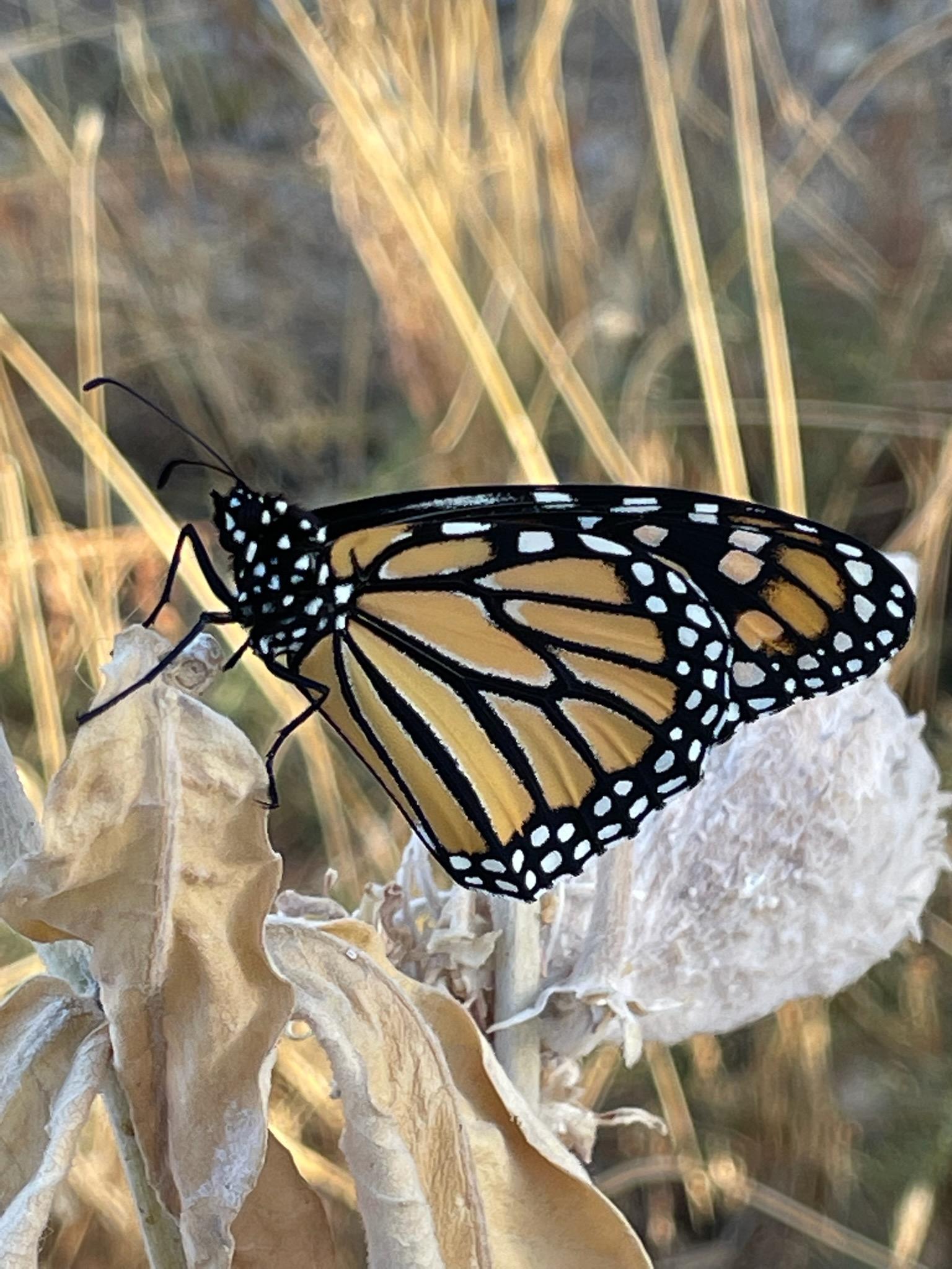 a crisp and beautiful monarch butterfly sits on a dry brown milkweed plant