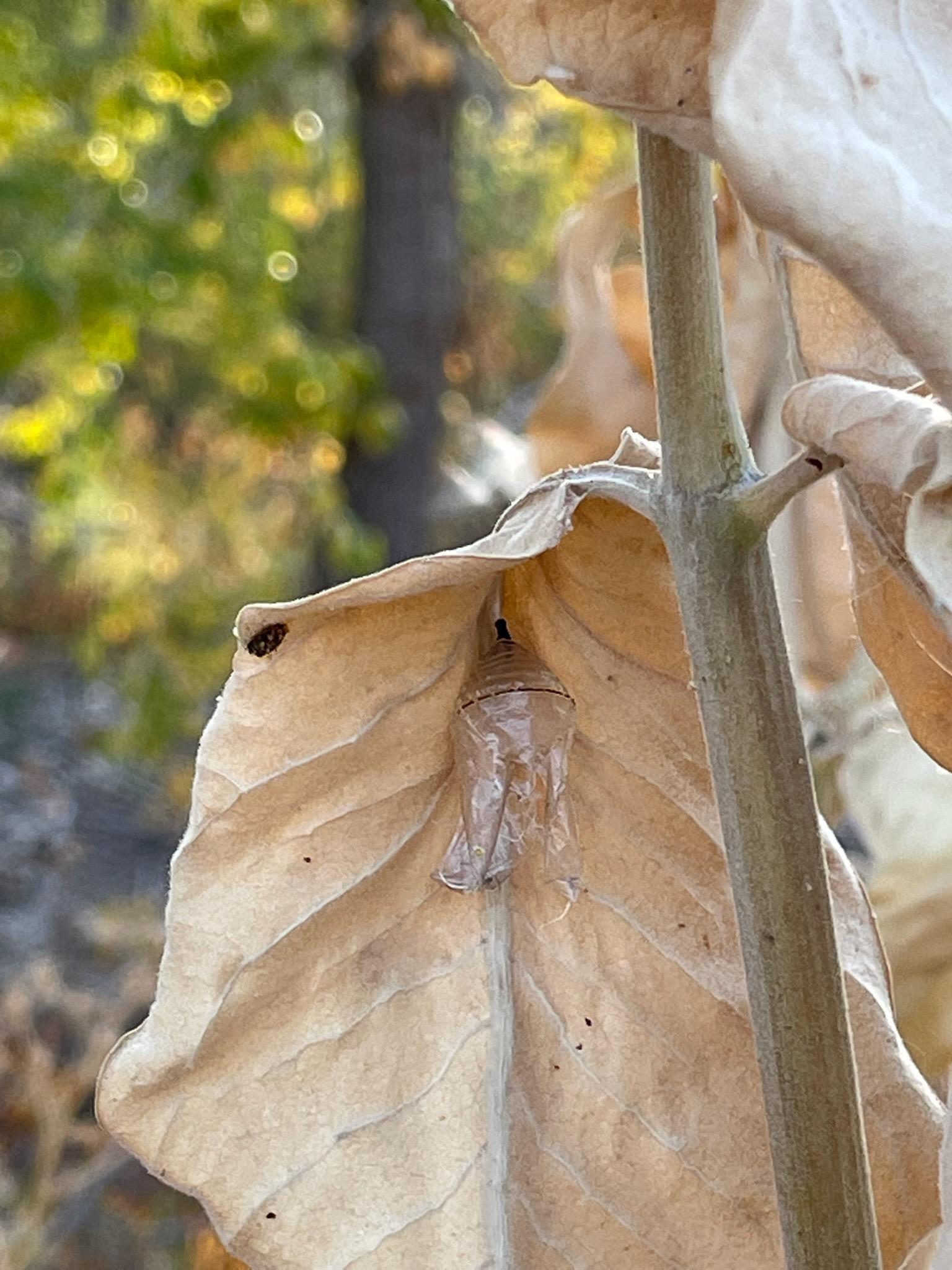 a thin transparent shell hangs from the leaf. it looks like a crinkled plastic candy wrapper