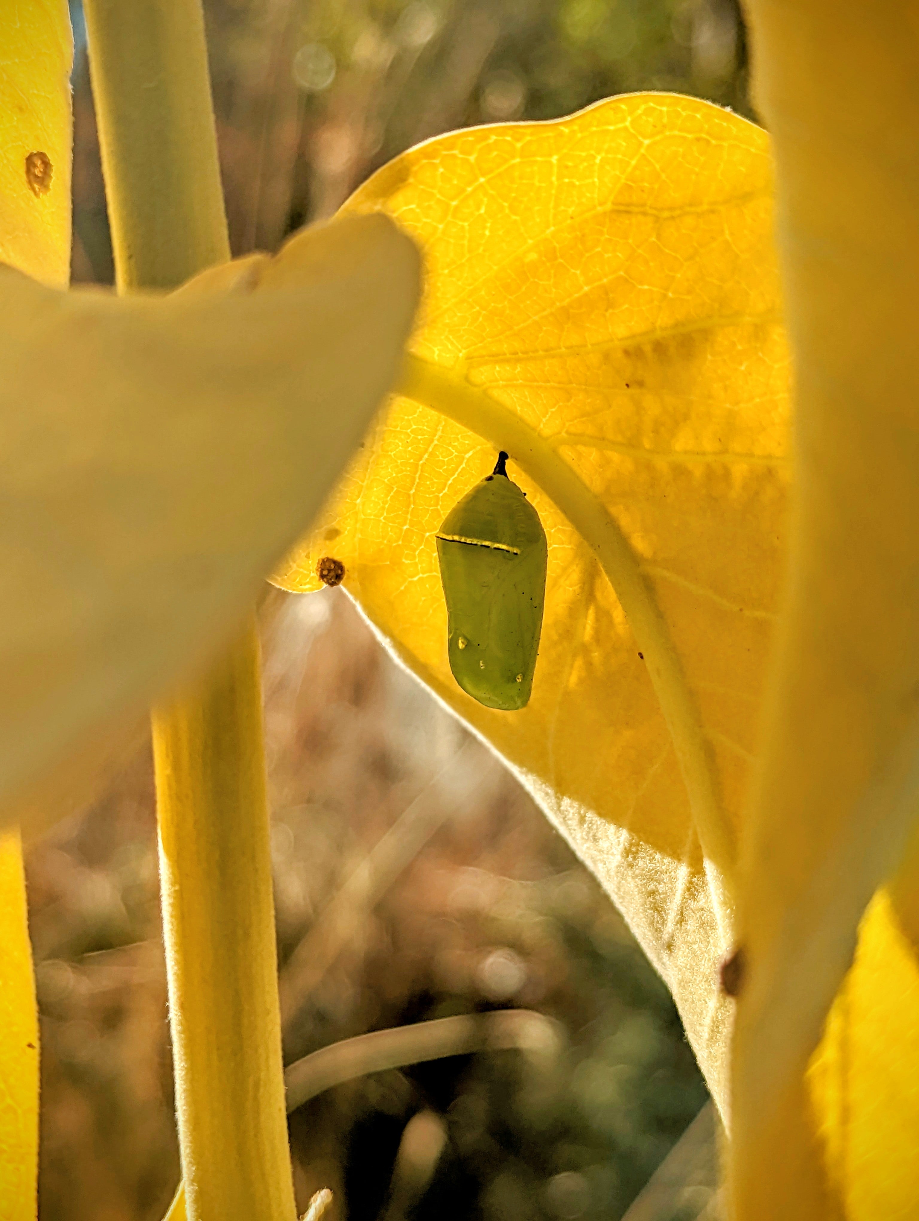 a green chrysalis hangs from the bottom of a leaf, contrasting strongly with the bright yellow leaf that is glowing, backlit by the sun
