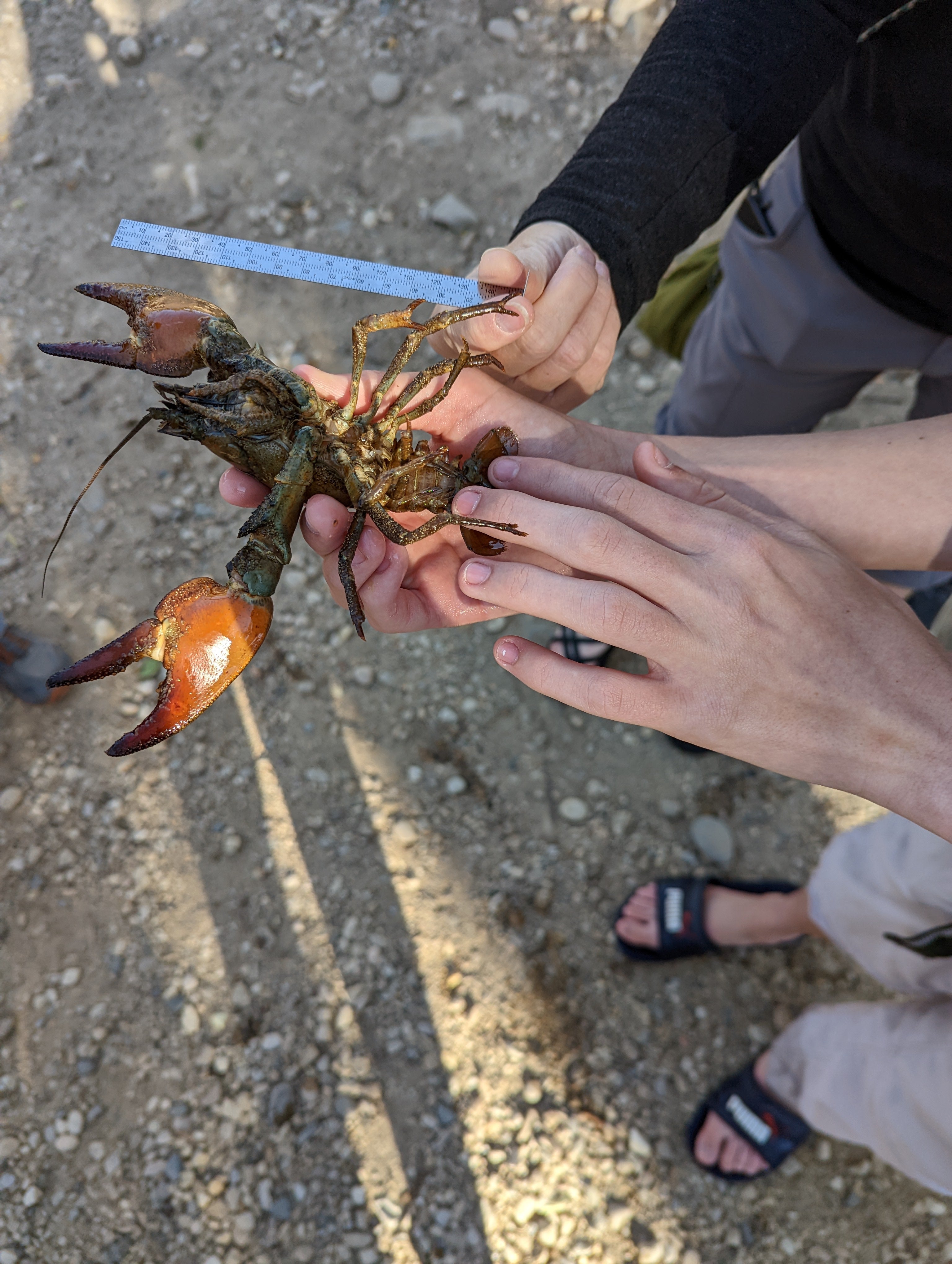 a pair of hands hold a huge crayfish, whose claws are as large as the person's thumb! a ruler held next to the crayfish shows it's more than 12cm long