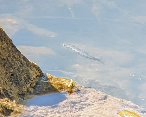 a tiny spotted fish swimming in water, partially obscured by the reflection of the waters surface. A waterstrider insect near it shows that the two are nearly the same size