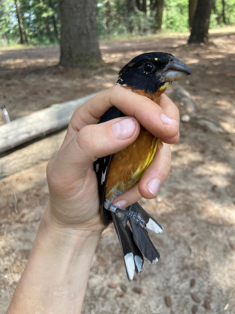 a few white feathers show against the black of the rest of the grosbeak's face