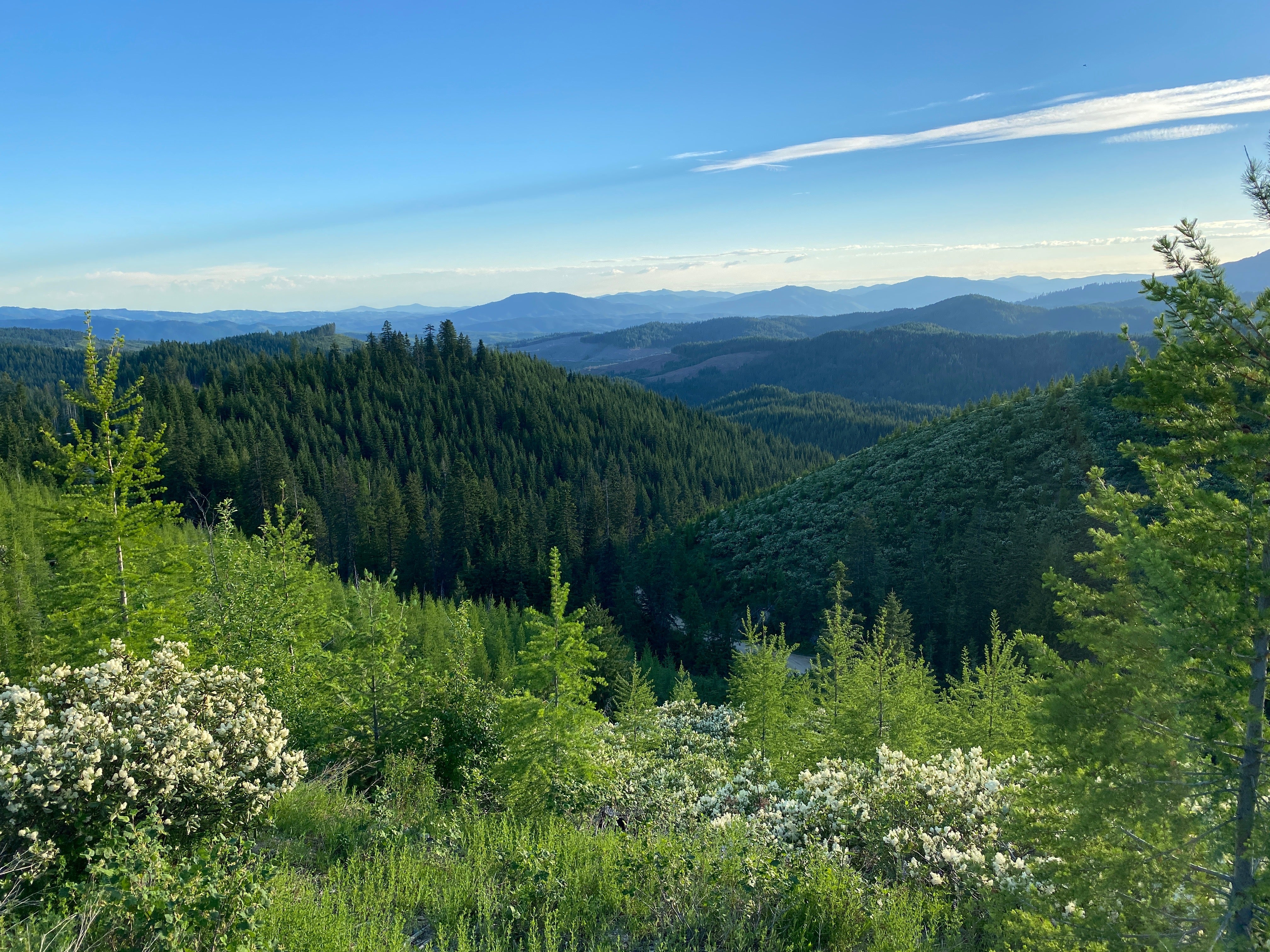 an expansive view of conifer forest mountains with lush green vegetation and wildflowers in the foreground