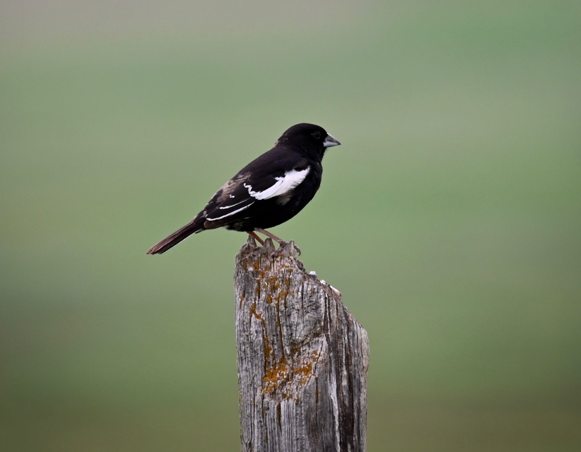 a sharp black bird with white shoulder patch sits on a fence post