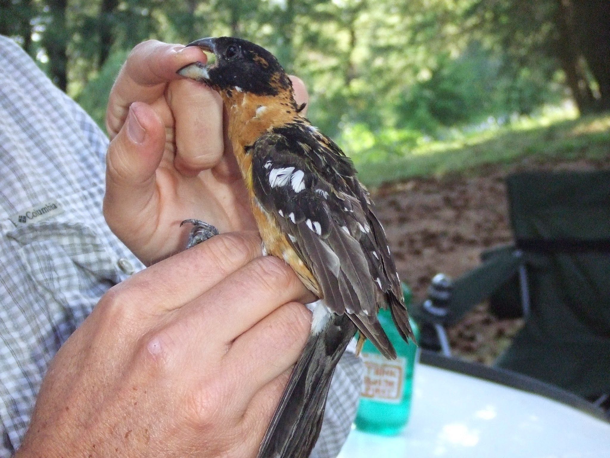 biologist holds a grosbeak, bird is stretching out its neck and chomping on the biologist's index finger