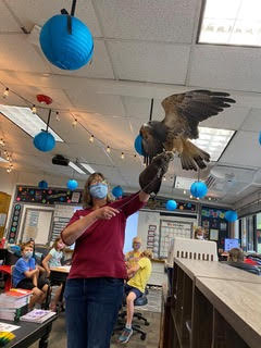 A swainson's hawk with spread wings sits majestically on Barb's raised hand. Barb is wearing a falconry glove