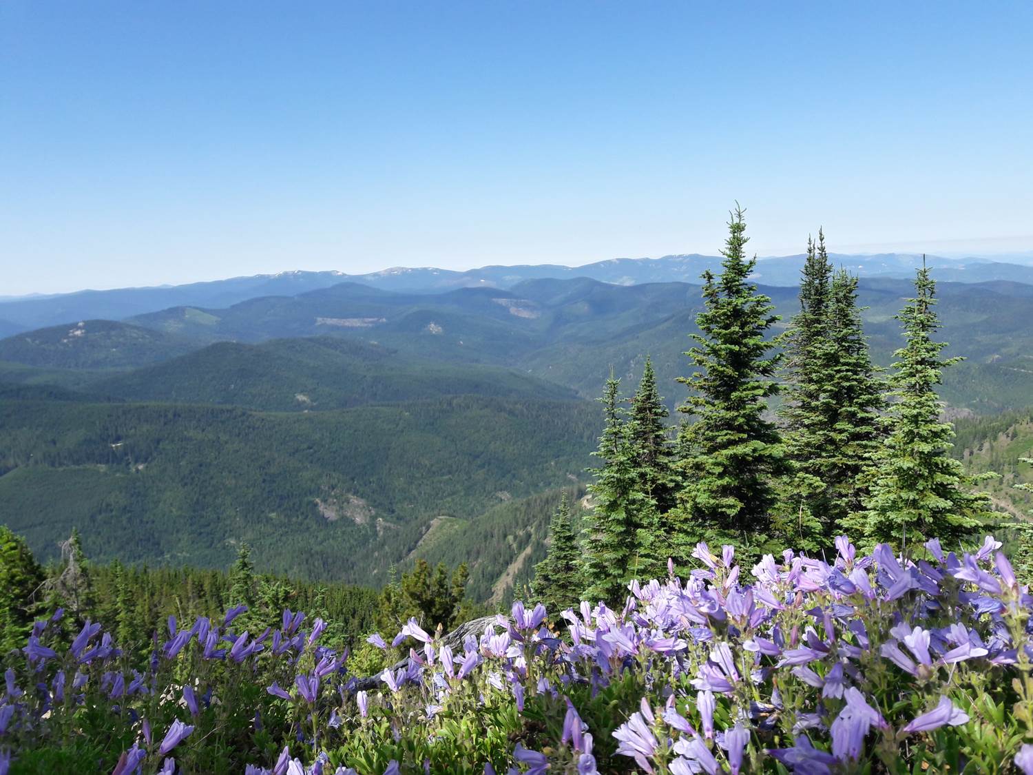 View of an open forest with wildflowers