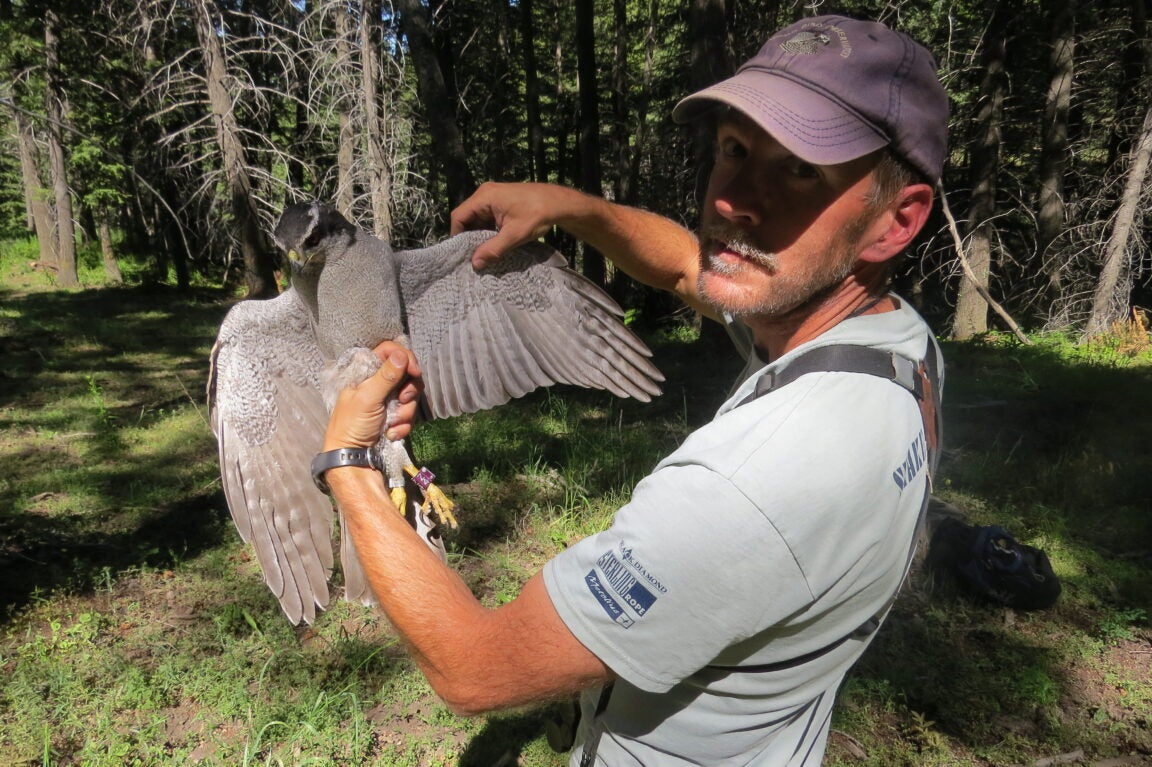 Rob holding a Northern Goshawk
