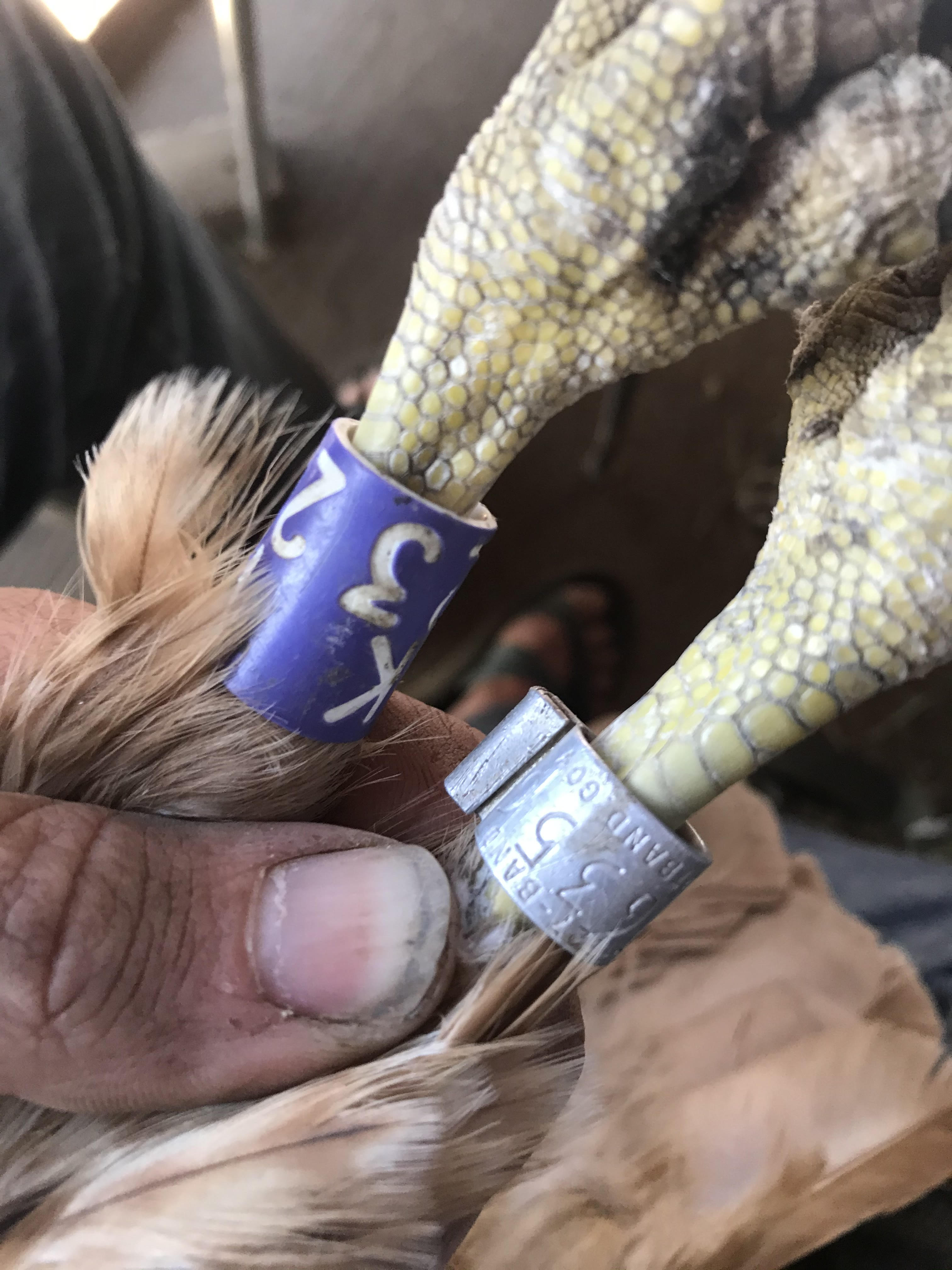 A metal and plastic identification band on the left and right leg of a raptor